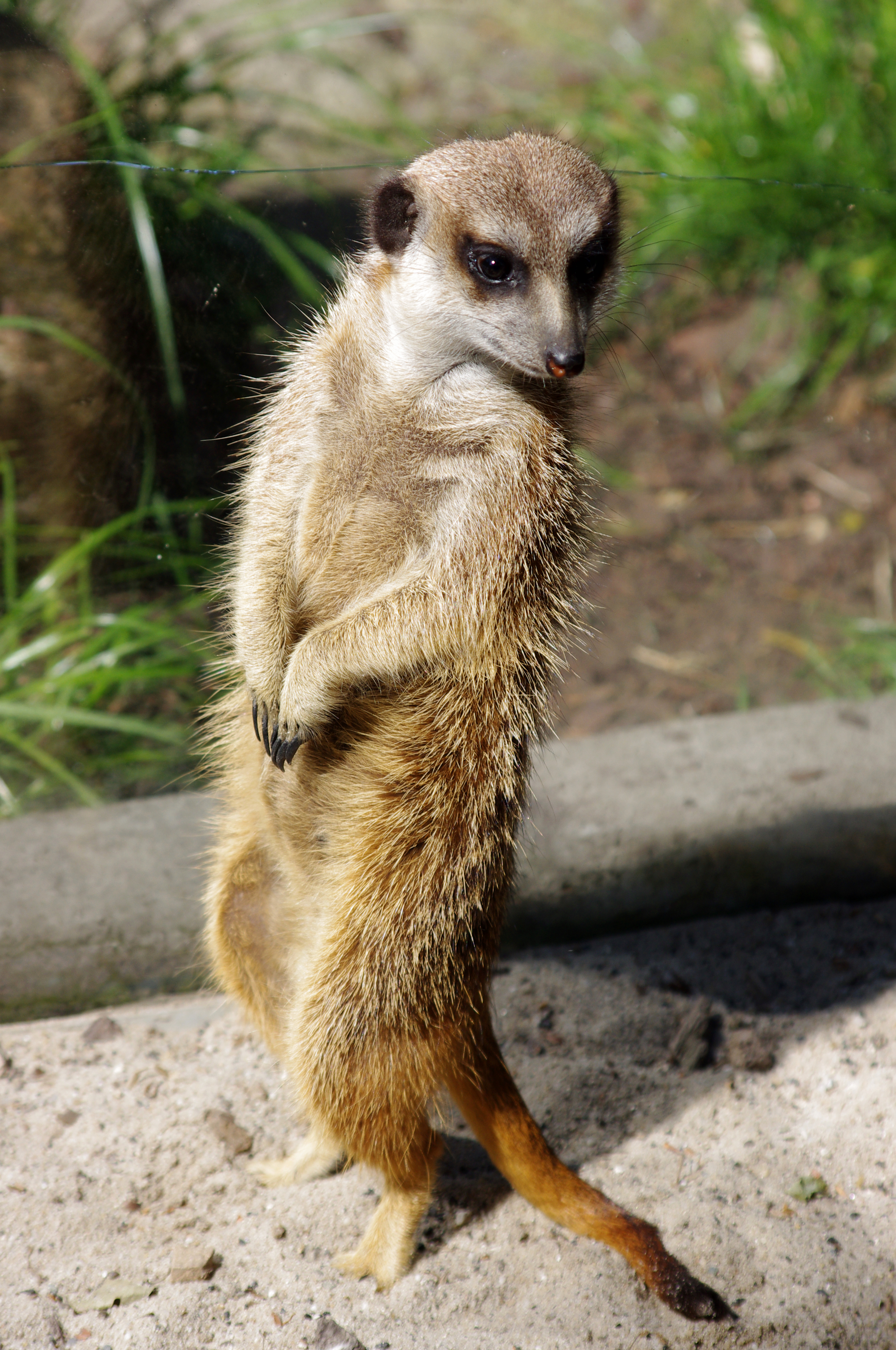20120519 Suricata suricatta 3033