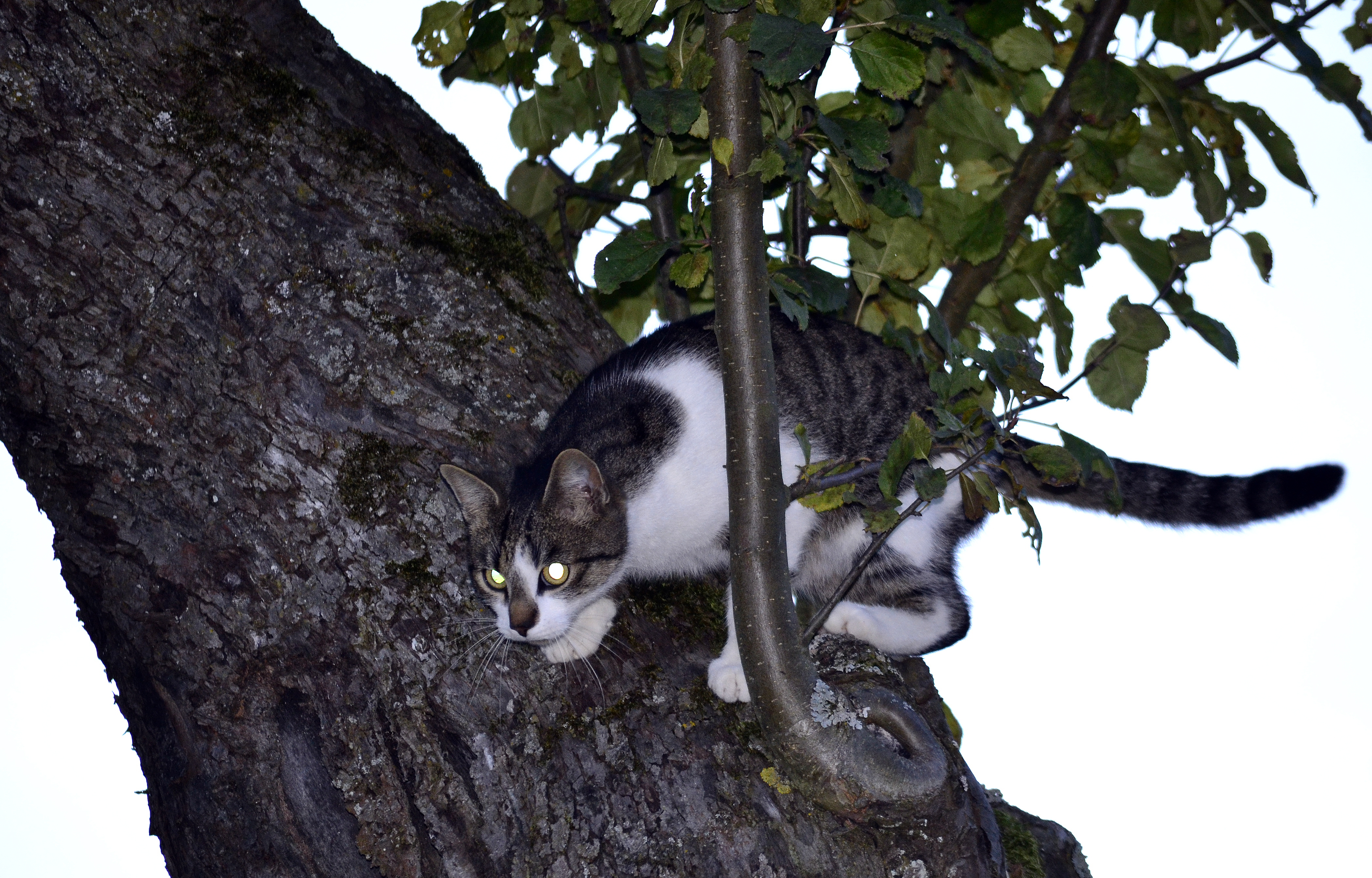 201210171834a Filou (Hartmann Linge)