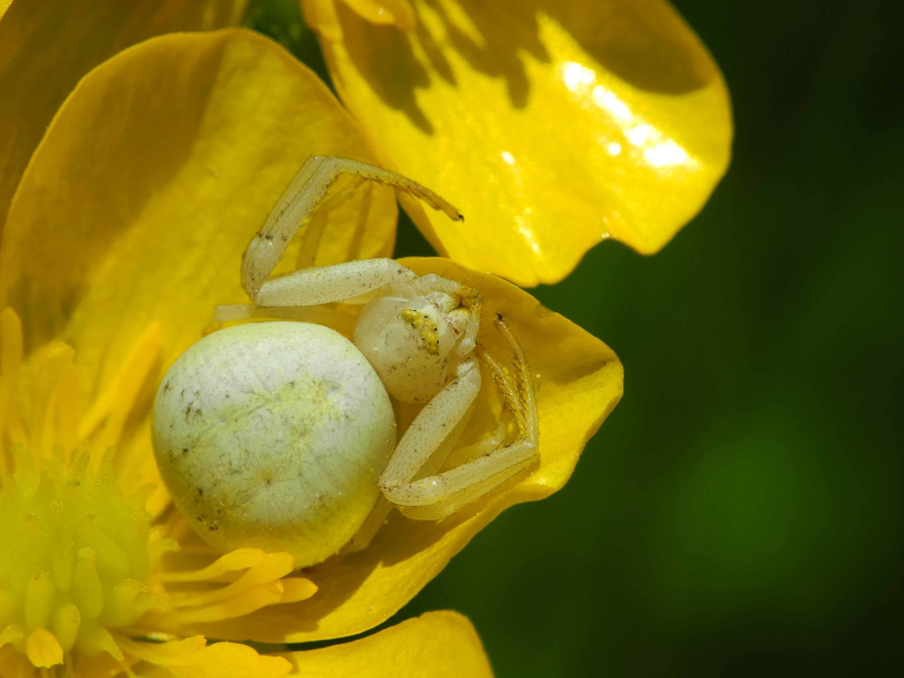 2013-06-07 14-05-09-thomisidae