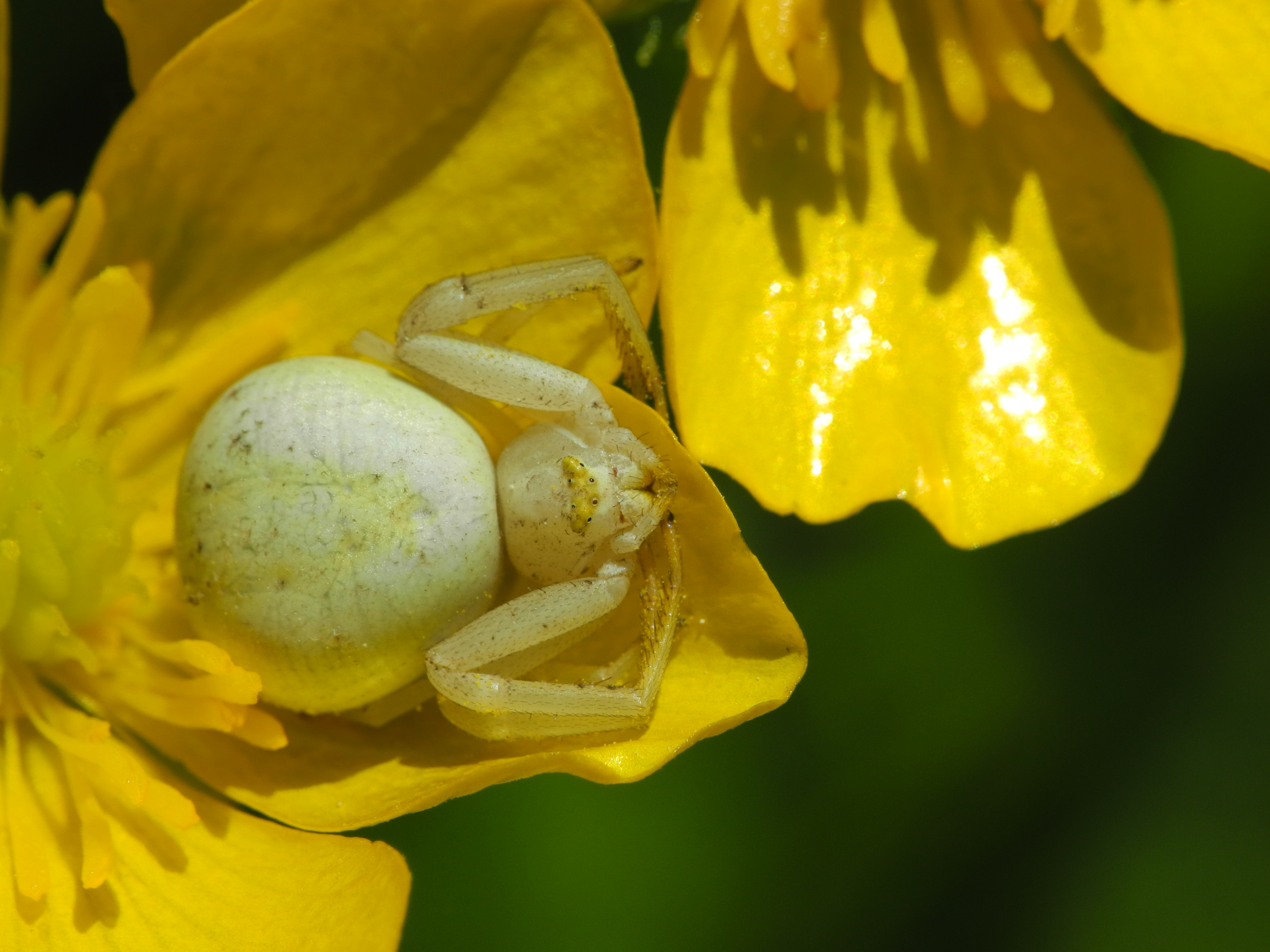 2013-06-07 14-06-38-thomisidae