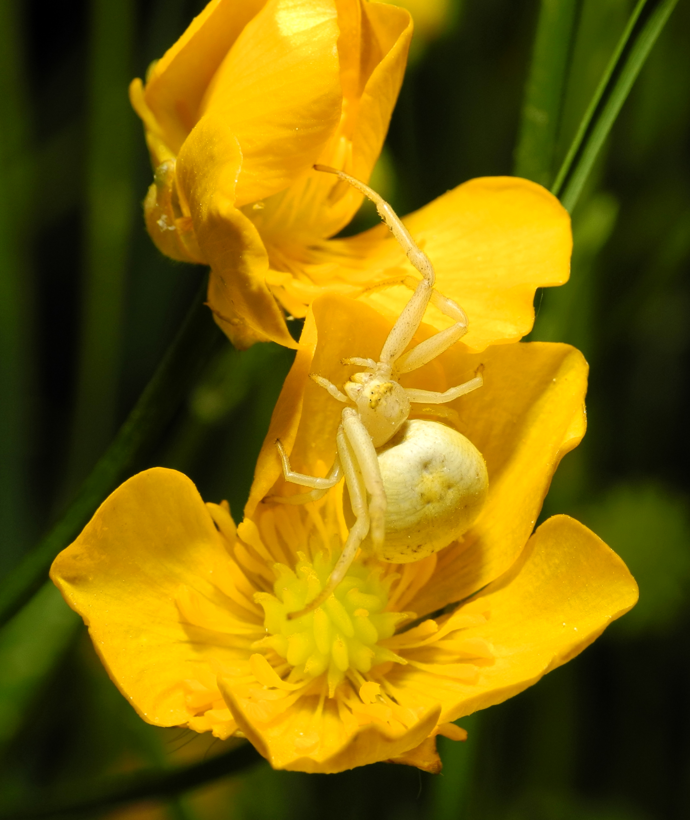 2013-06-07 21-14-05-thomisidae