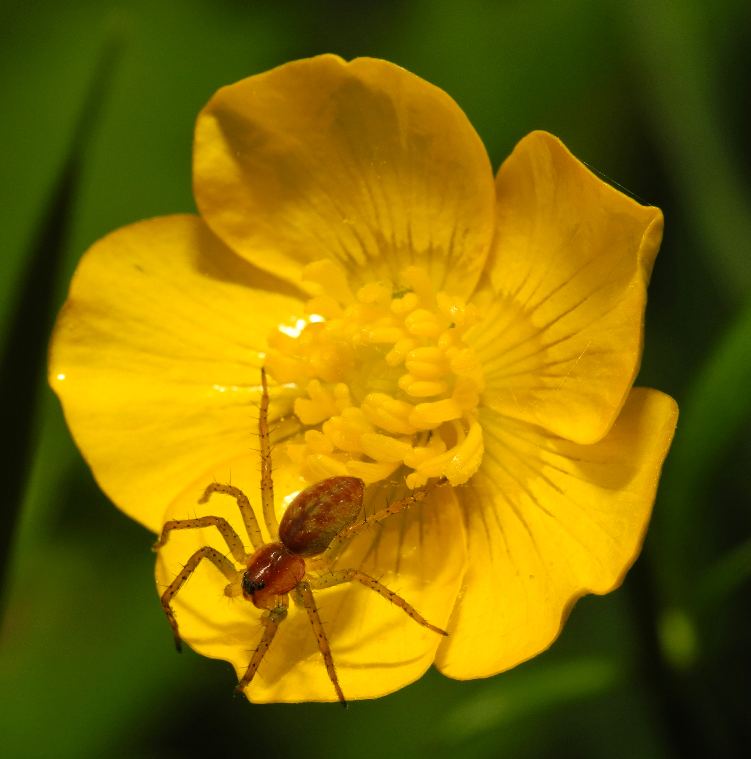 2013-06-09 16-33-08-spider