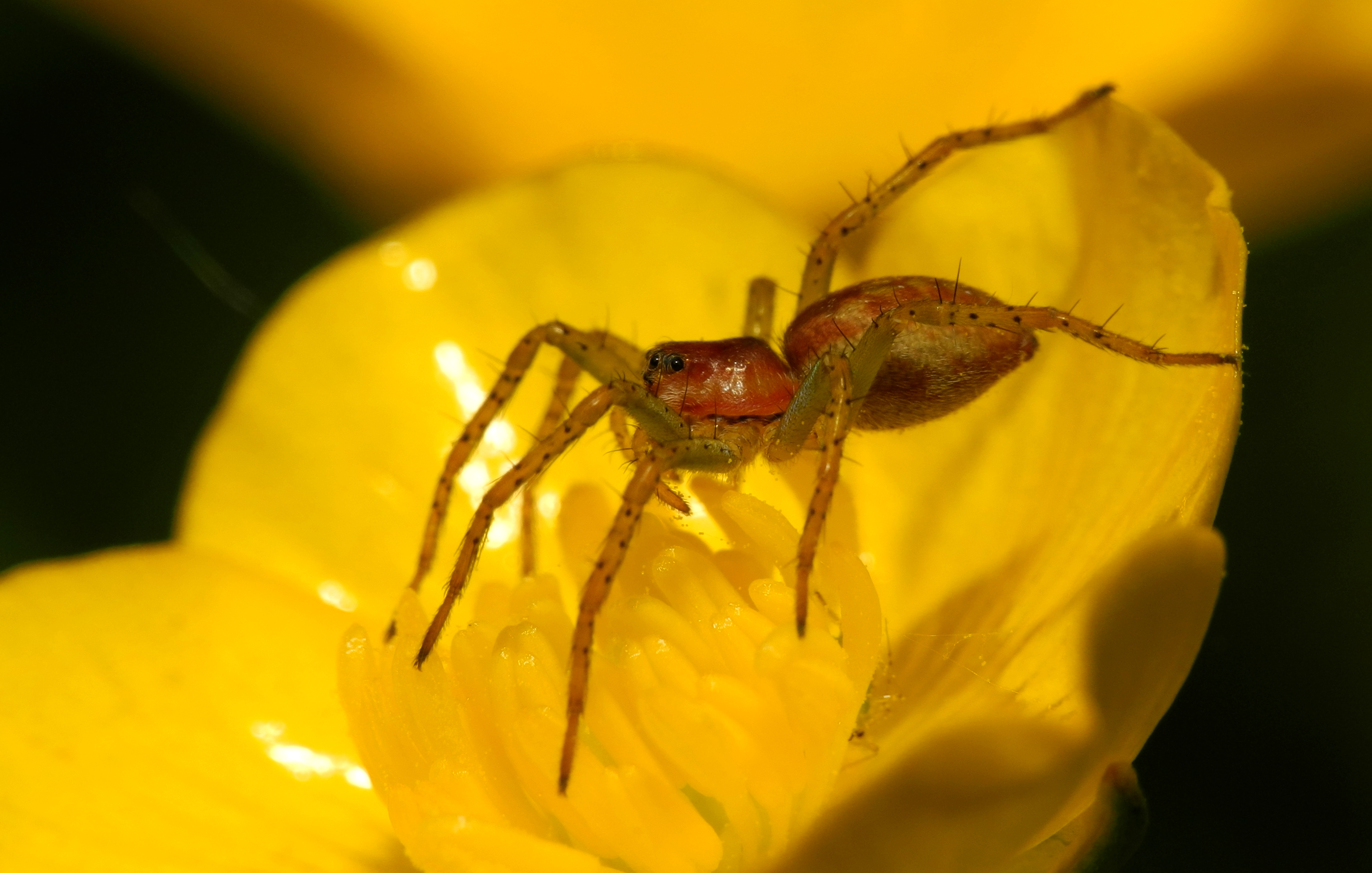 2013-06-09 16-35-00-spider