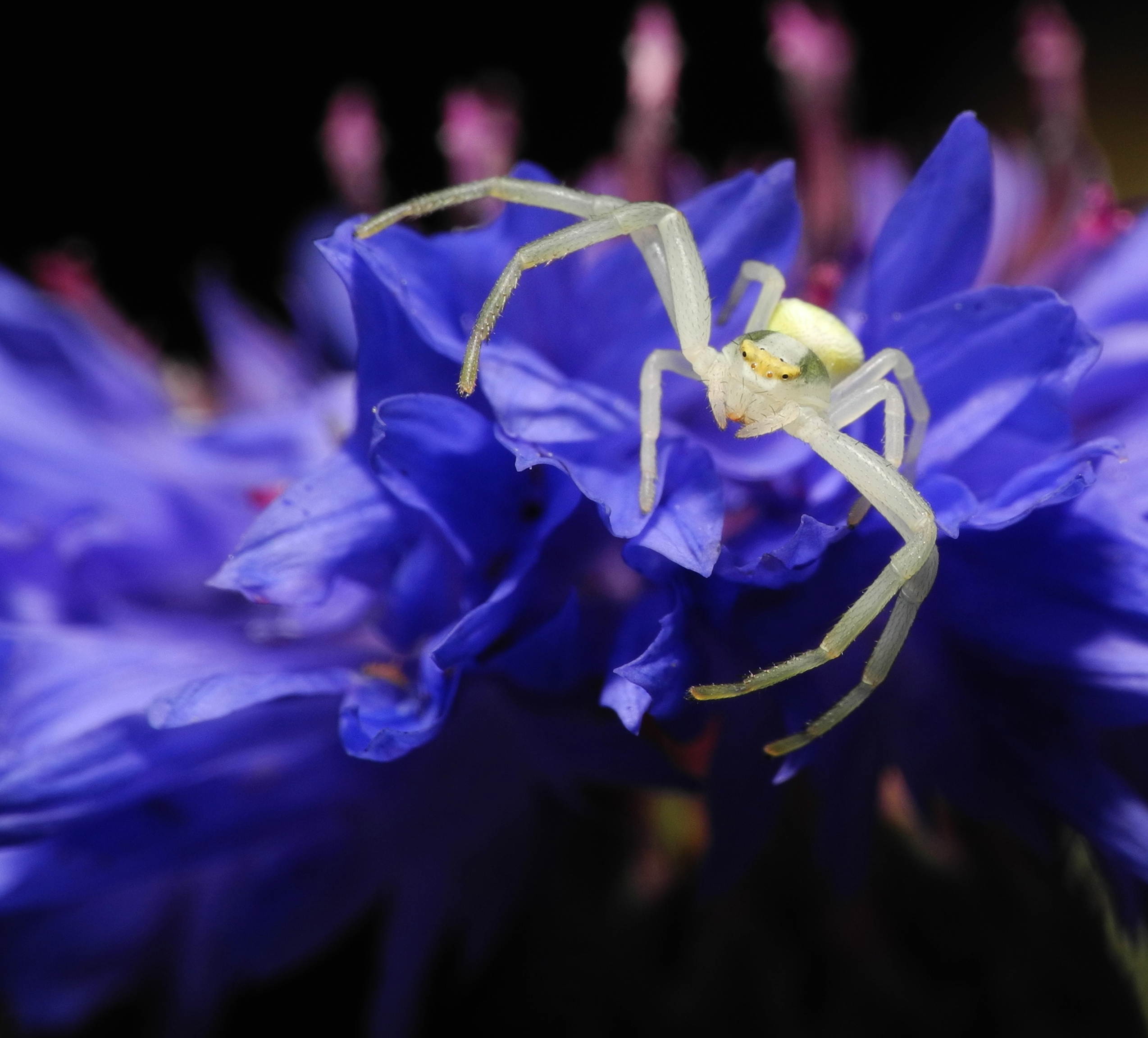 2013-07-24 20-19-56-araignee-crabe