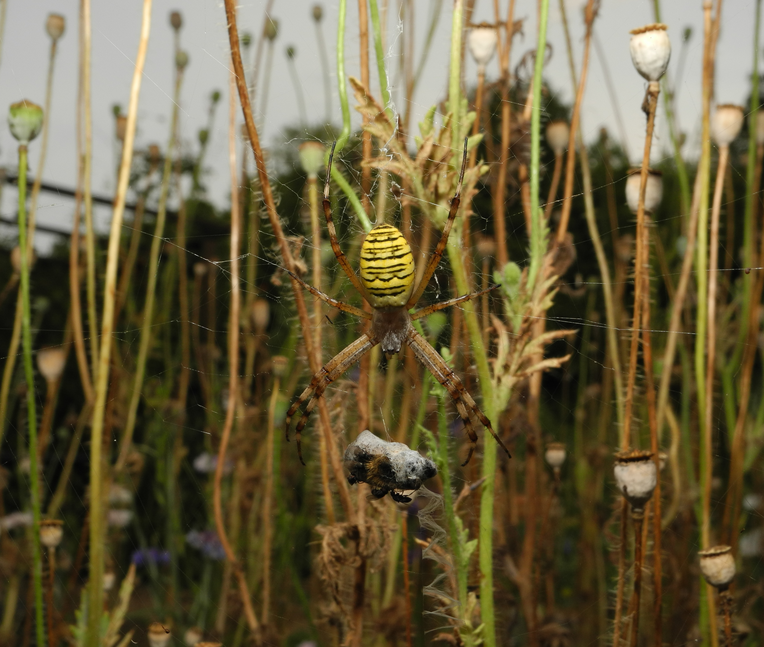 2013-08-06 19-18-46-Argiope-bruennichi