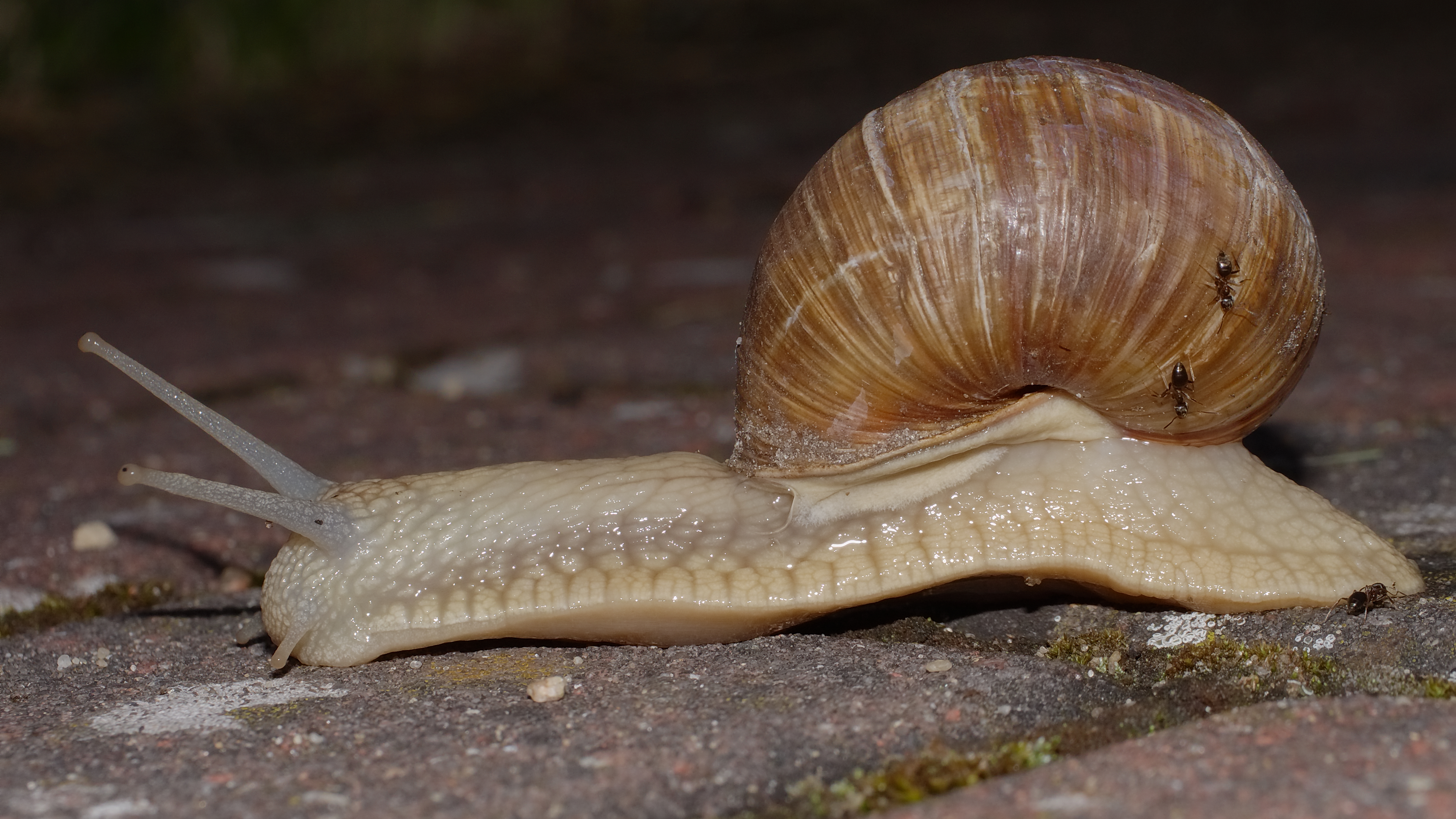 2013.06.27.-51-Wesenberg-Weinbergschnecke