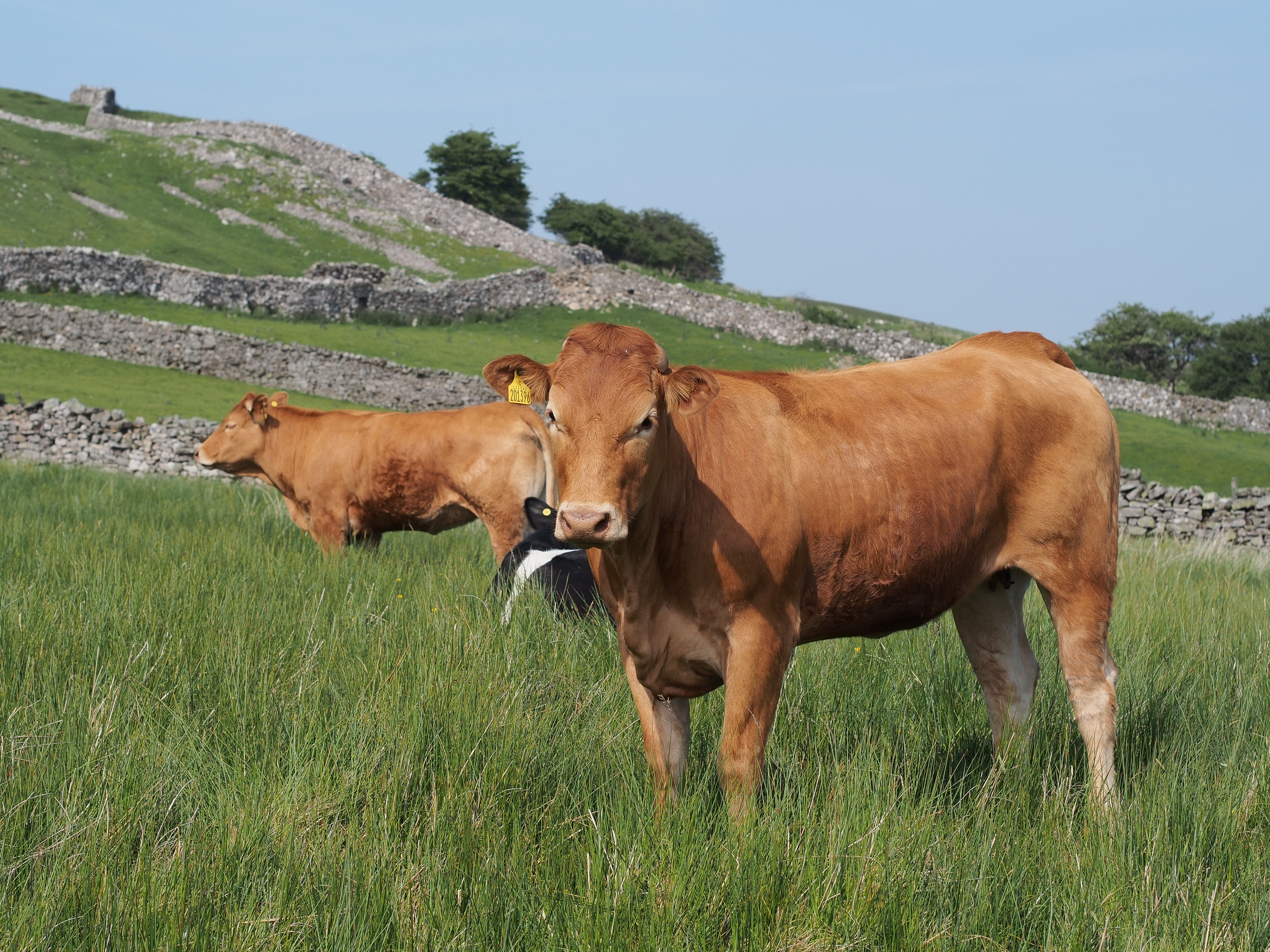 2013 Red Cattle in Yorkshire