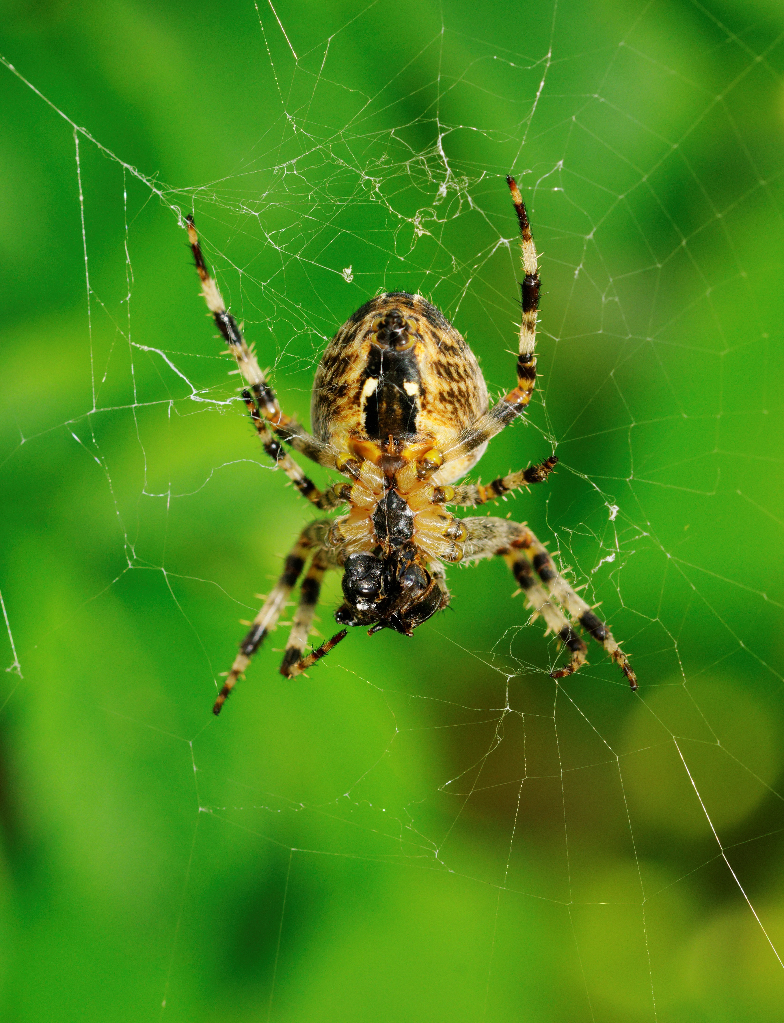 2014-09-08 13-03-06 Araneus-diadematus