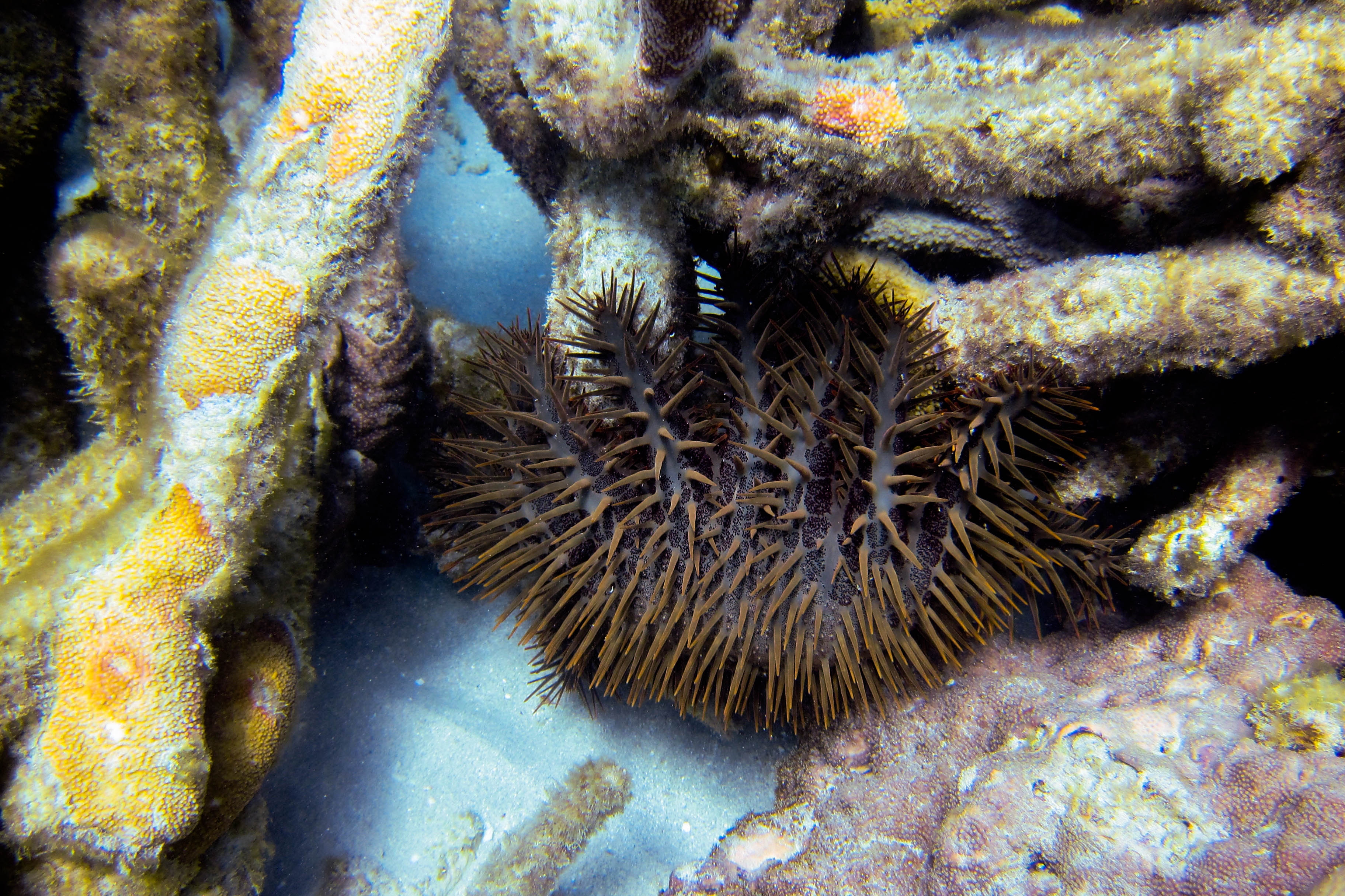 20140727--IMG 4401 (16807681977)