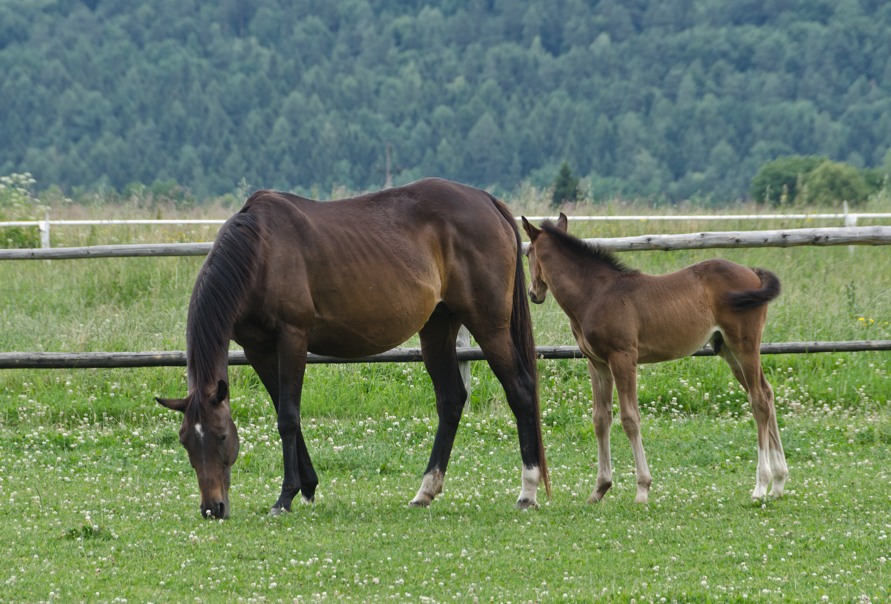 2014 Klacz i źrebak 02