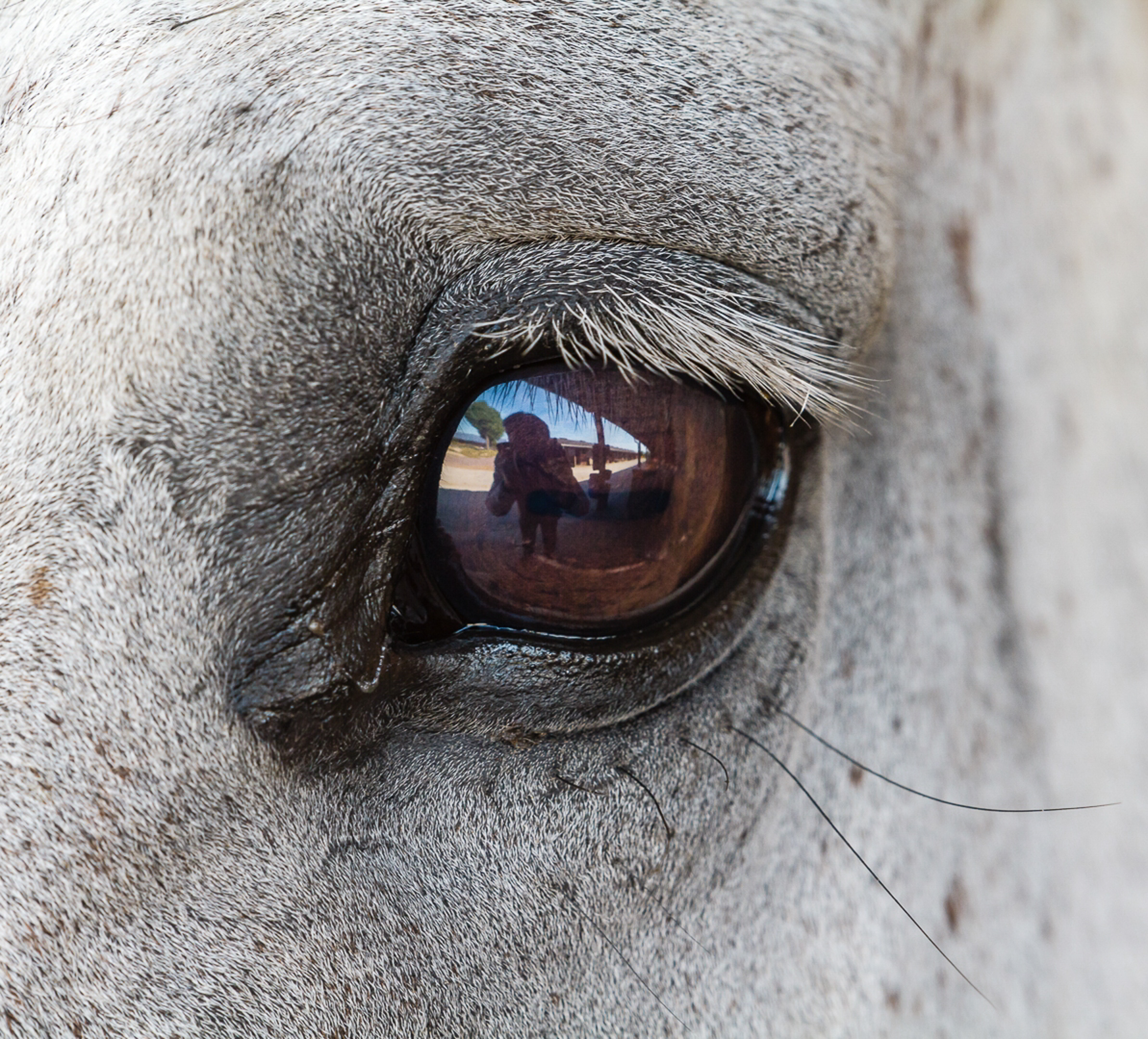2015 06 26 003 Auge