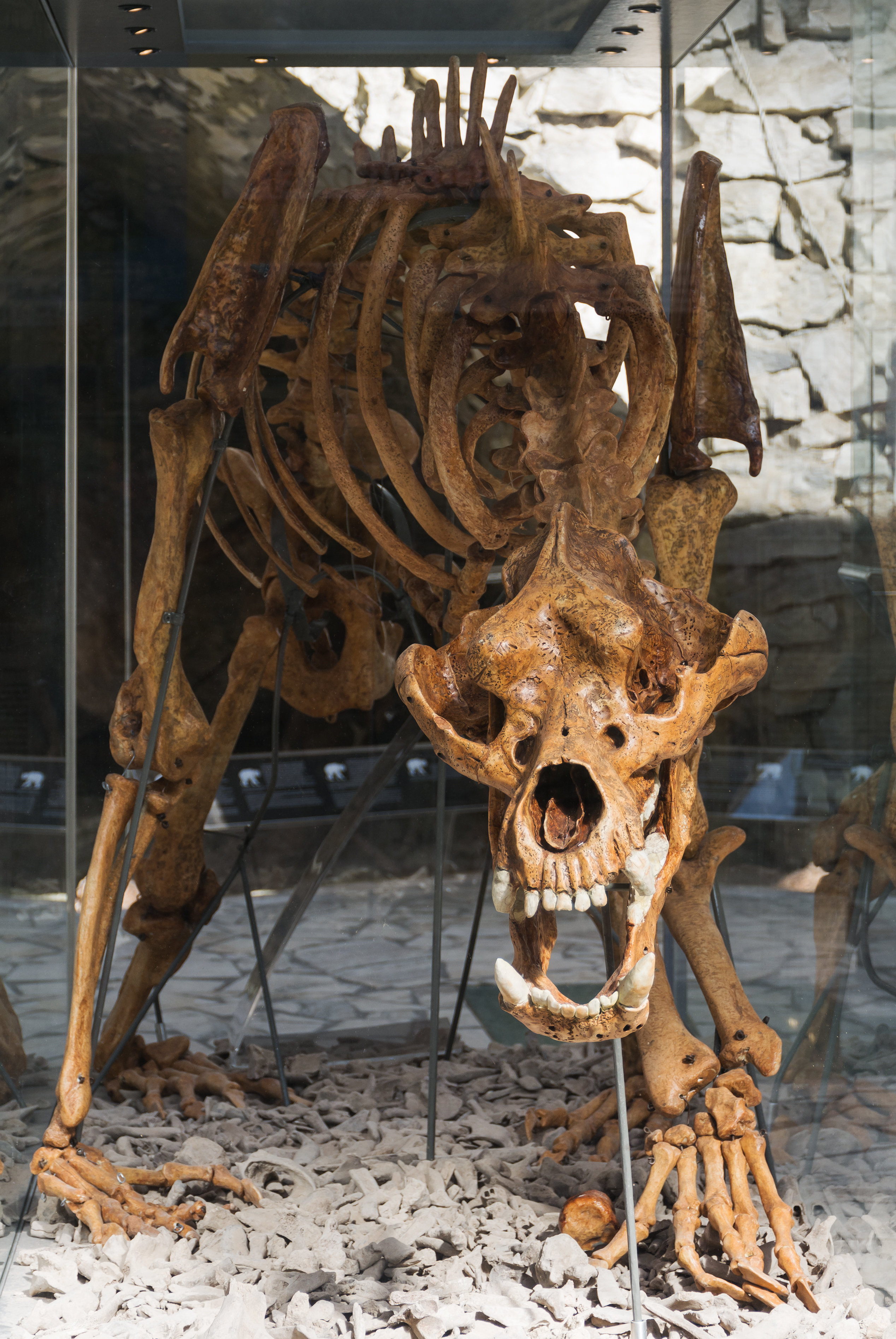 2015 Jaskinia Niedźwiedzia w Kletnie, szkielet niedźwiedzia jaskiniowego 05