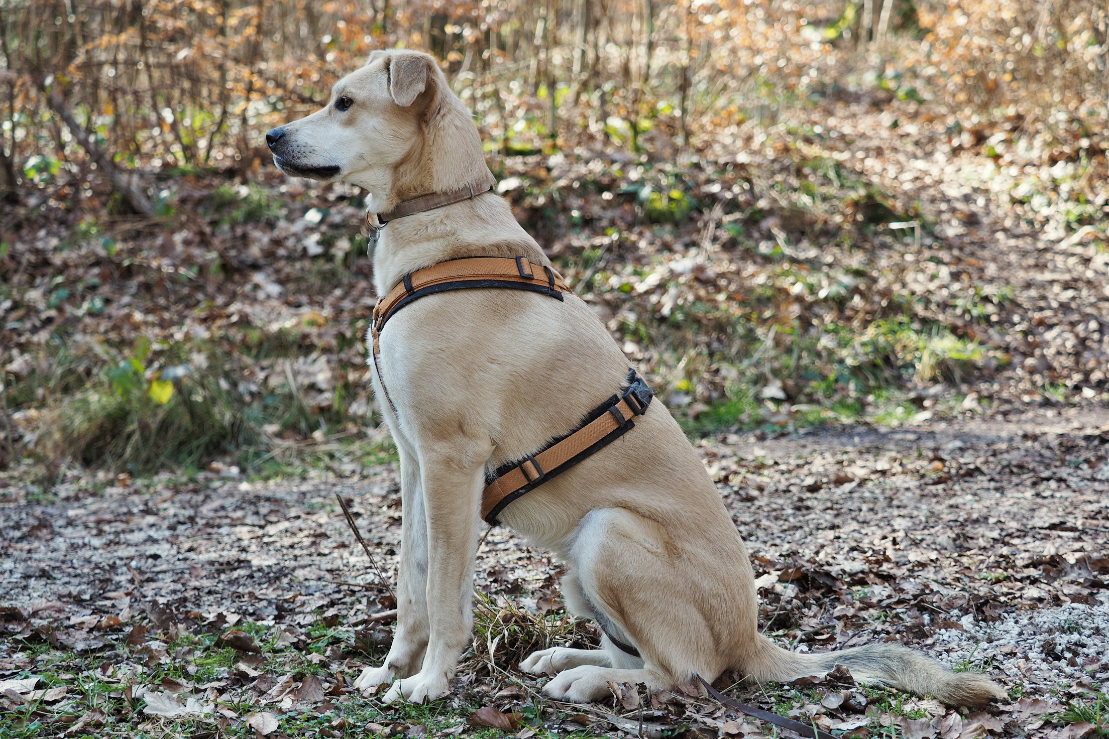 2015 Mixture dog male 1