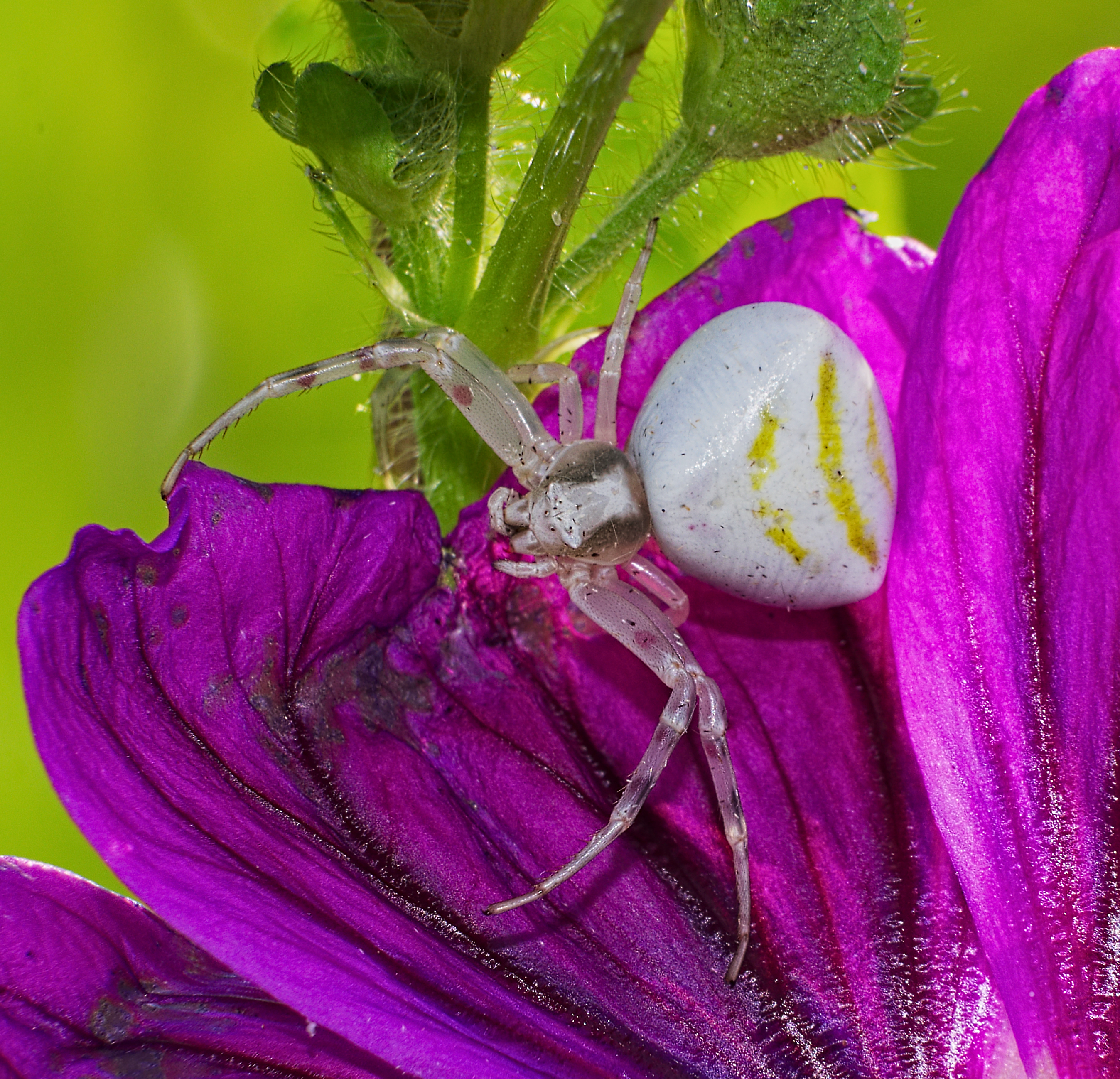 2016.06.24.-04-Viernheimer Heide-Viernheim--Krabbenspinne-Thomisus onustus-Weibchen