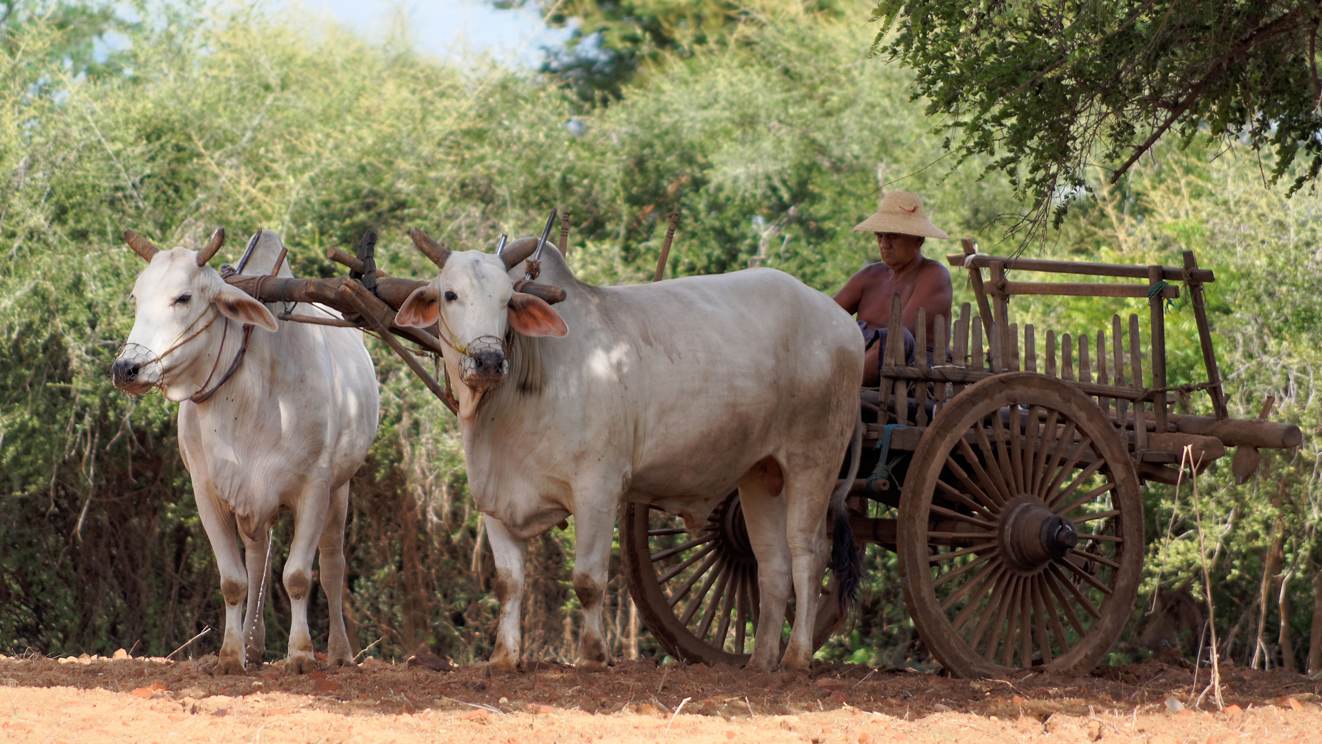 20160801 Myanmar Bagan 6721