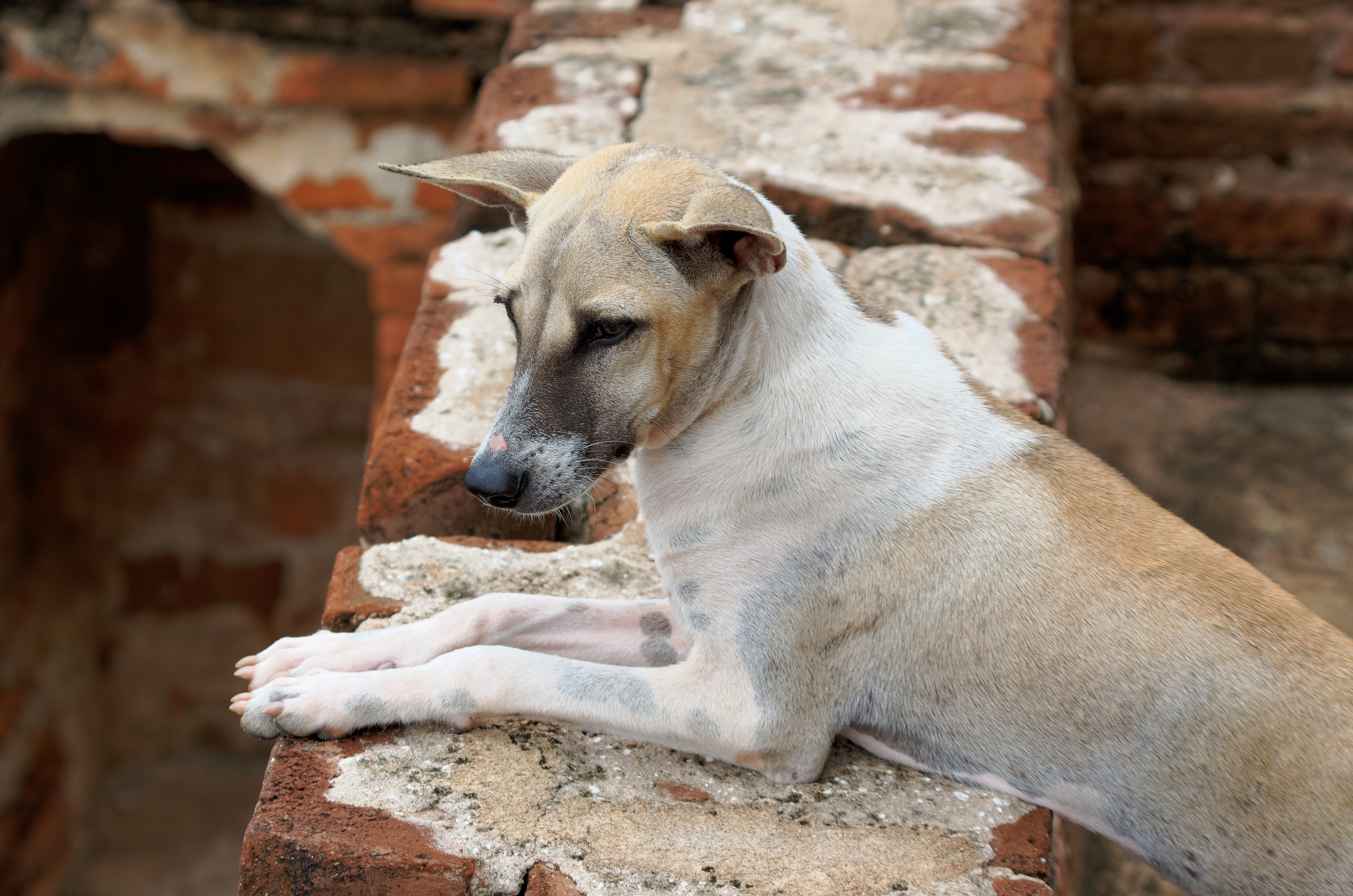 20160801 pies Bagan 6550