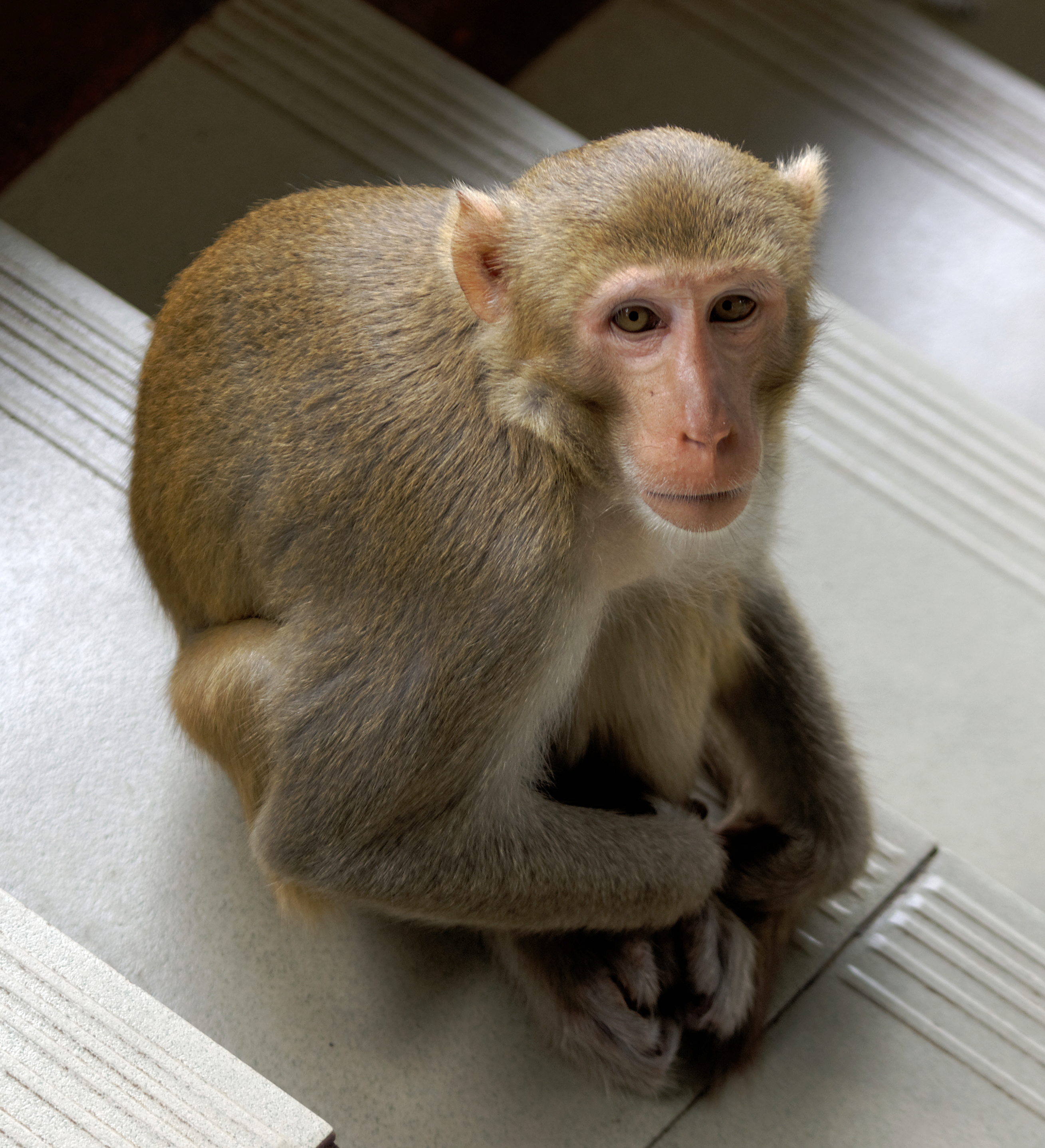 20160802 - Rhesus macaque - Mount Popa, Myanmar - 7037