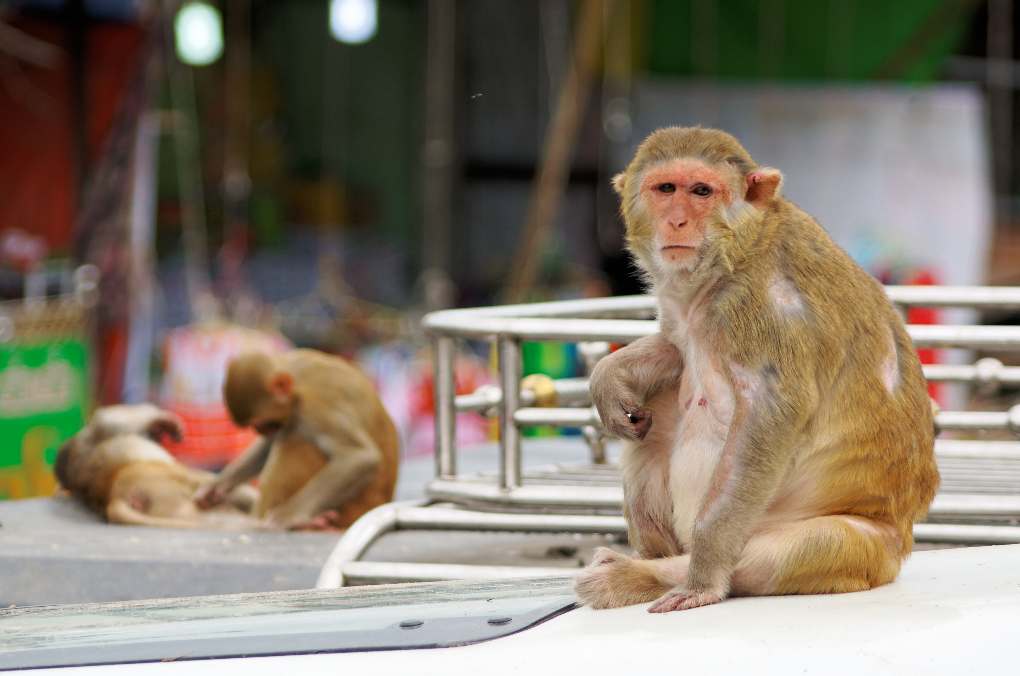 20160802 - Rhesus macaque - Mount Popa, Myanmar - 7072 DxO