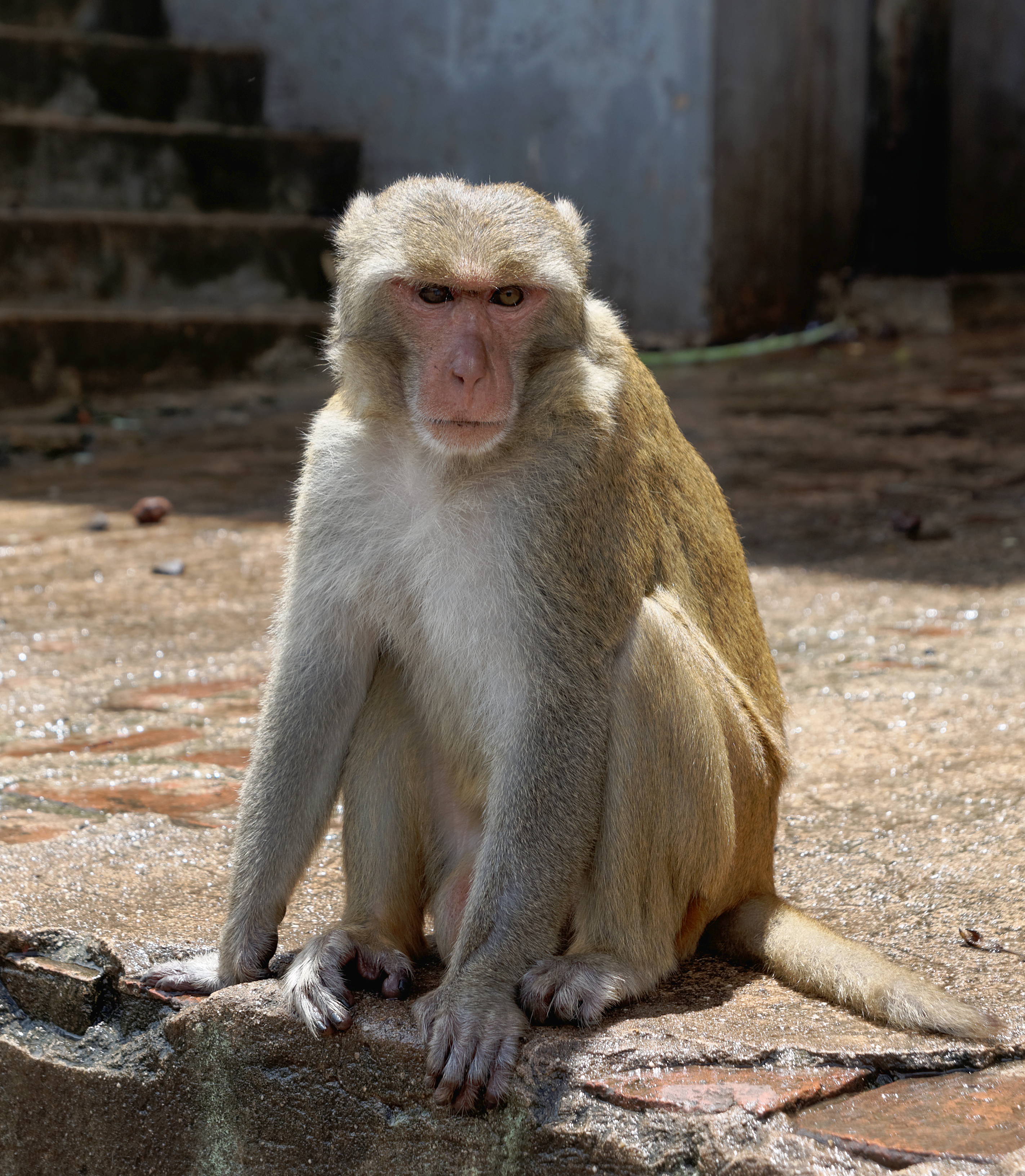 20160802 - Rhesus macaque - Mount Popa, Myanmar - 7179