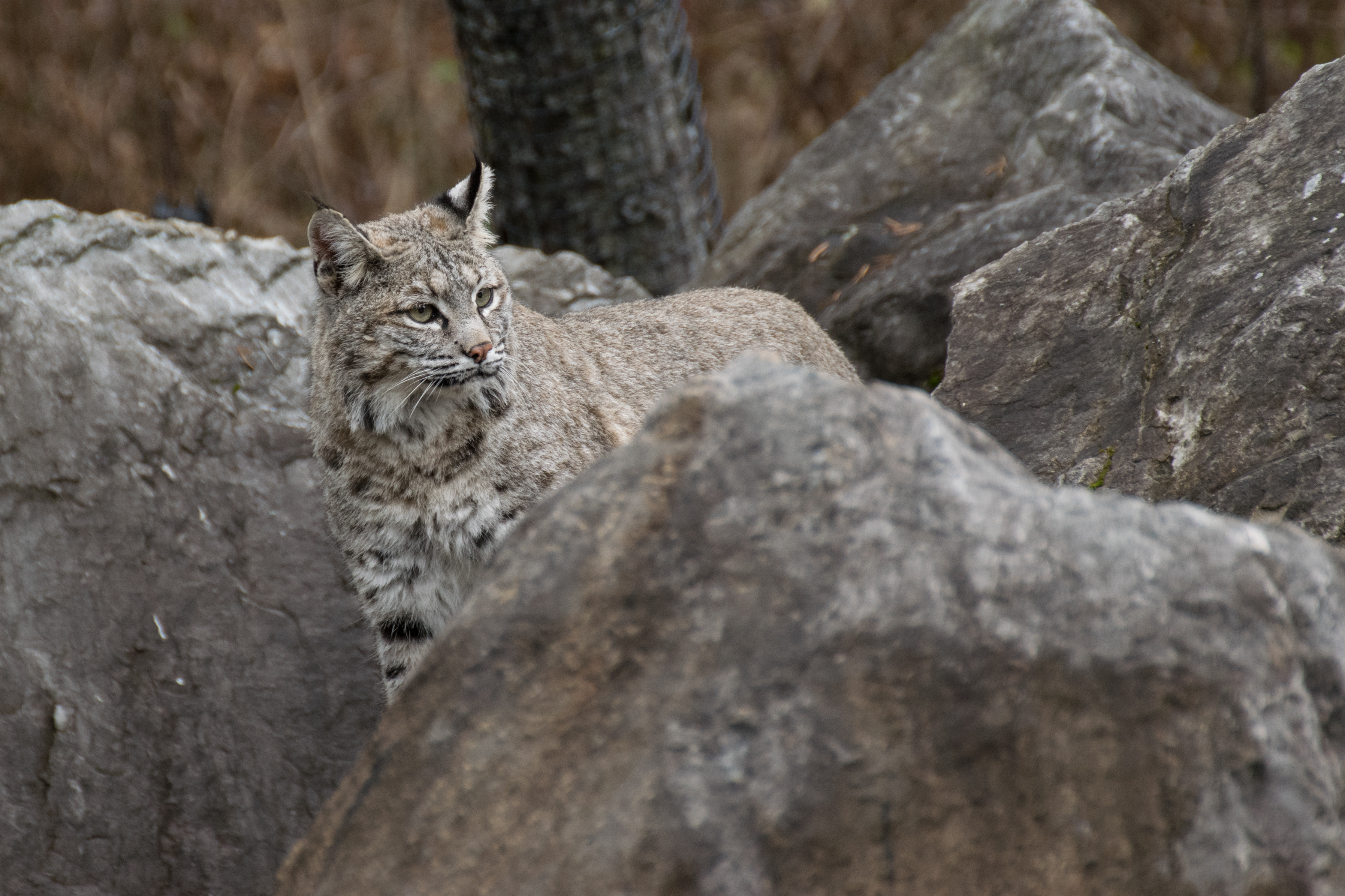 2016-11 zoo sauvage de Saint-Félicien - Lynx rufus 01