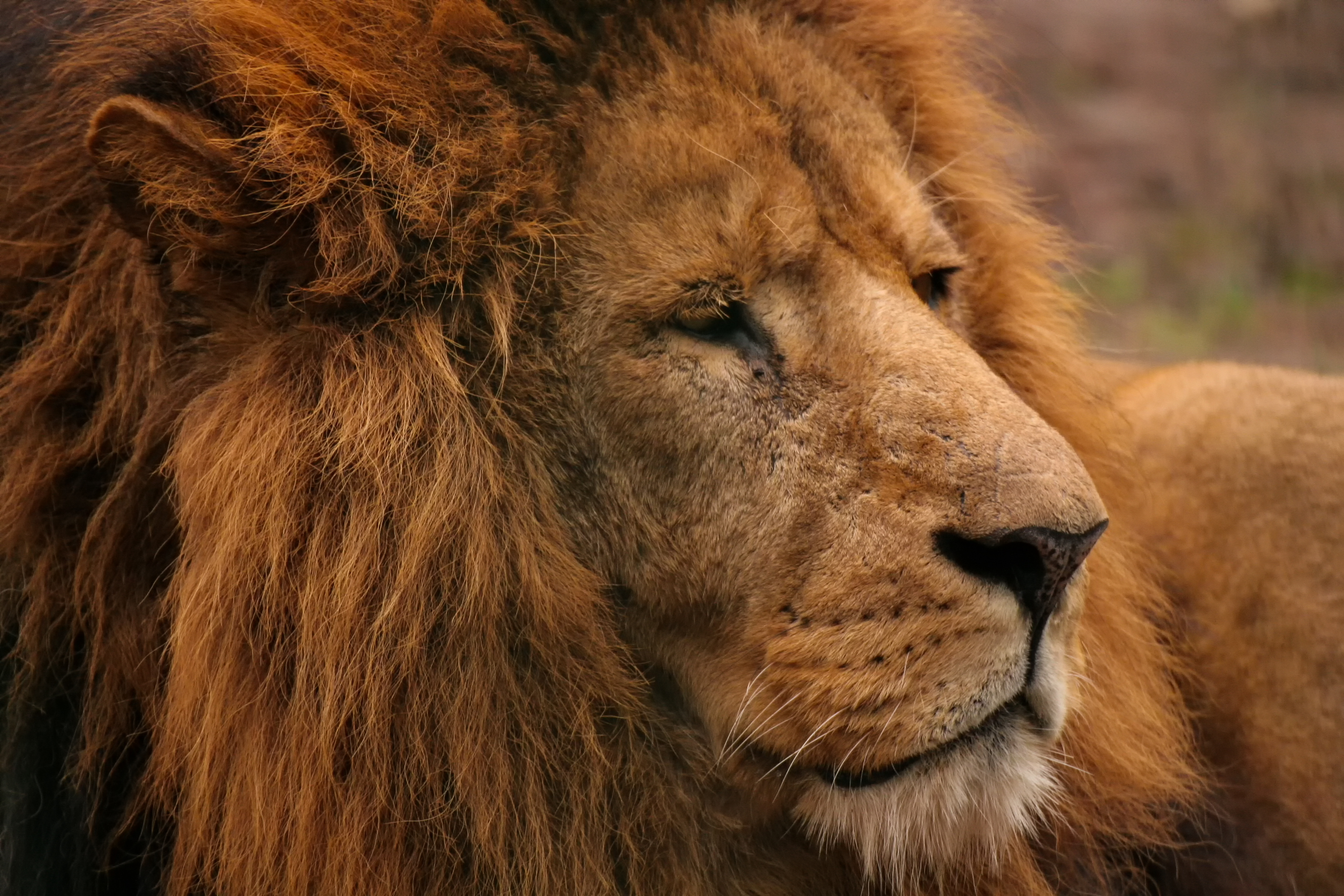 2016 12 ZooStralsund Löwe IMG 1553
