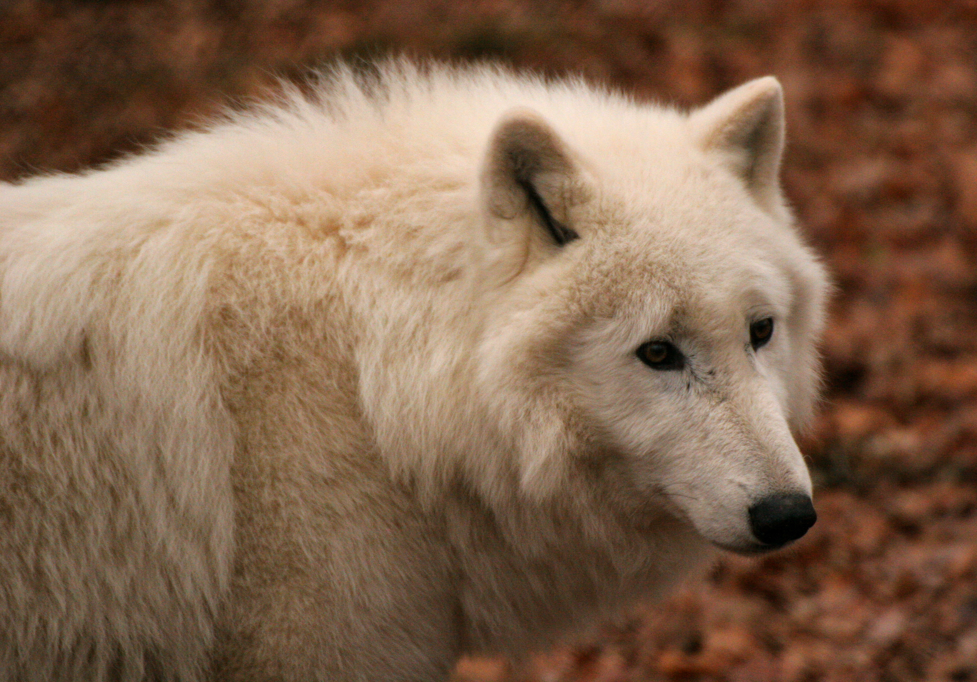 2016 12 ZooStralsund Polarwolf IMG 1571