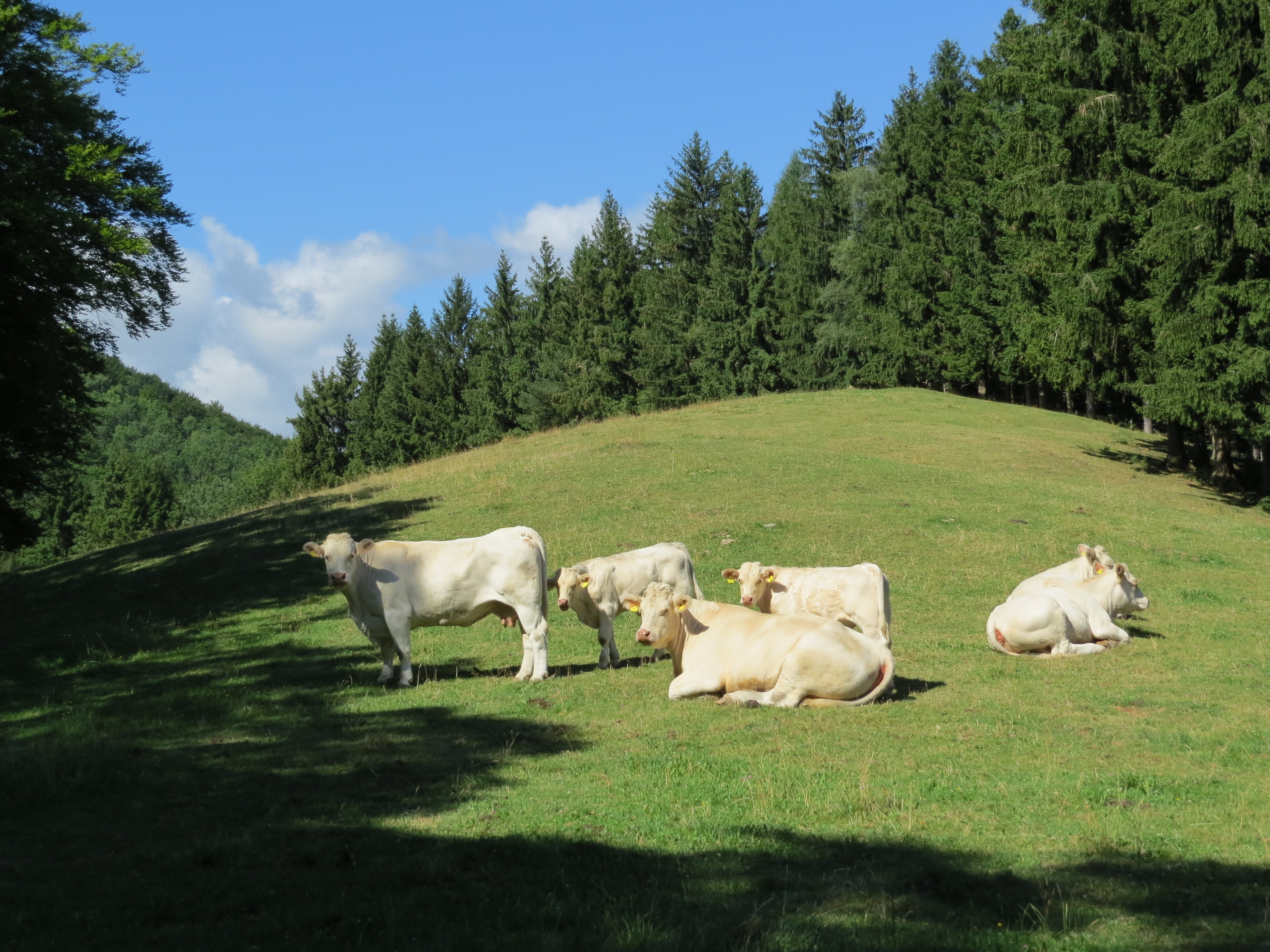 2017-07-28 Wanderung rund um den Haltgraben in Frankenfels (056)