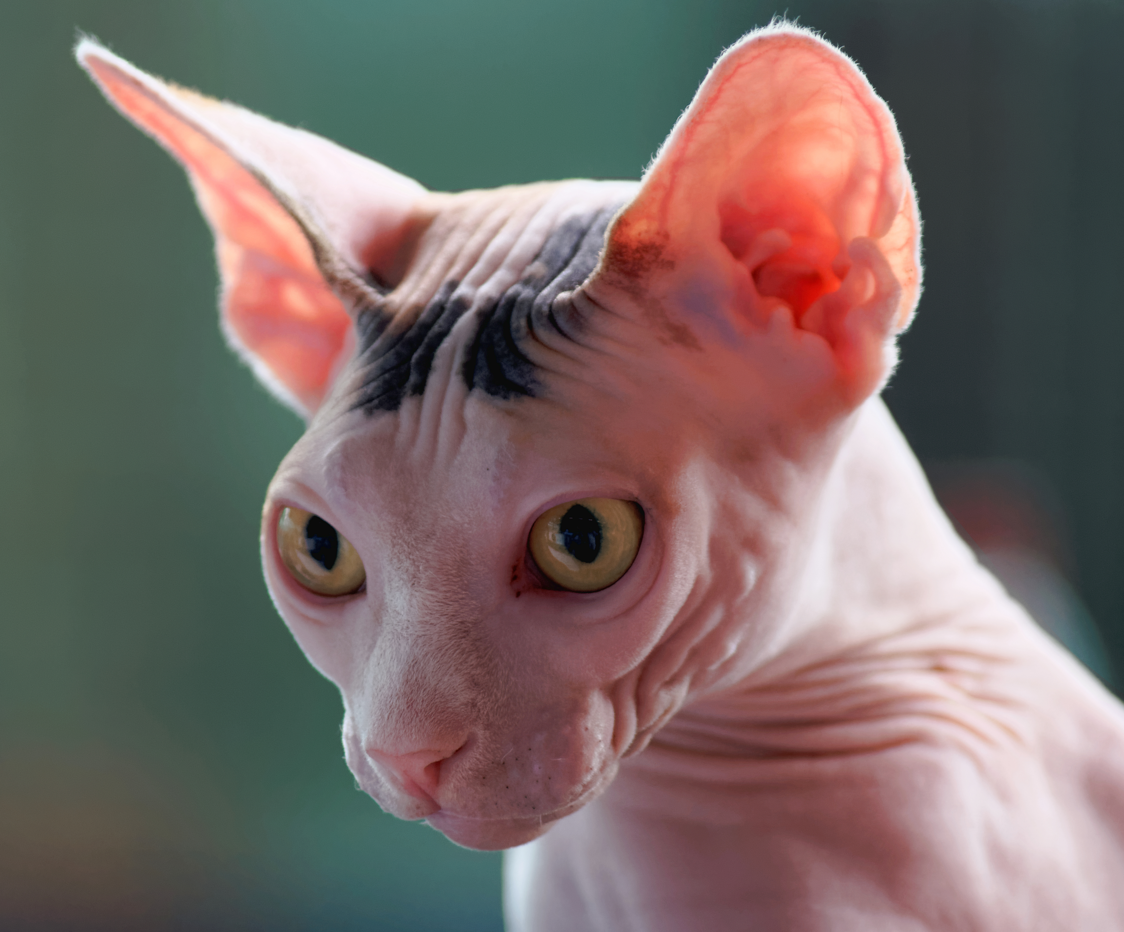 20170604 Sphynx cat 7984