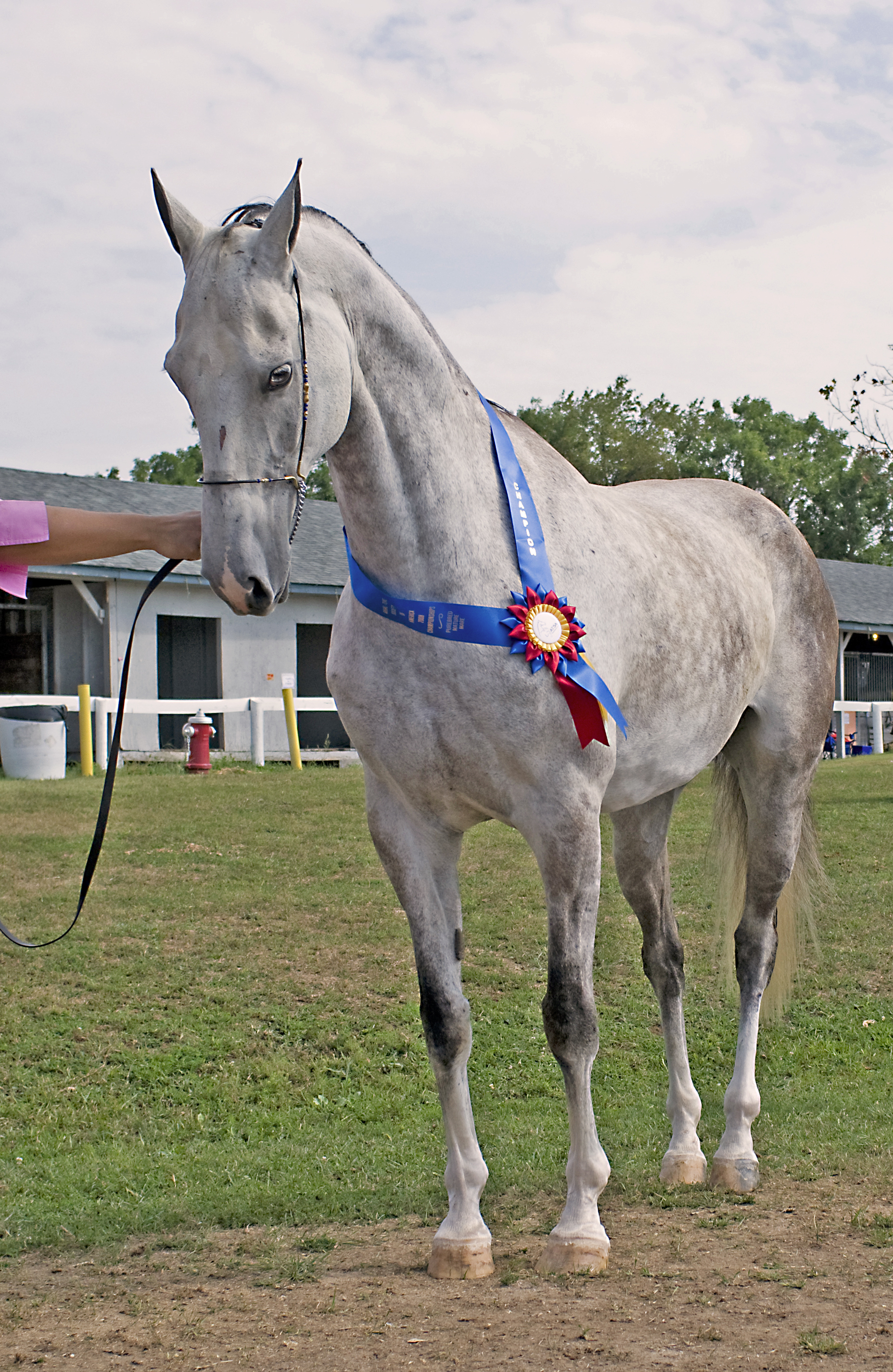 244. Rare Breeds Show - Daga