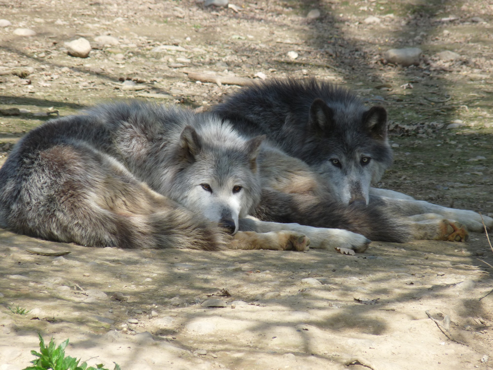 2loups@ombre