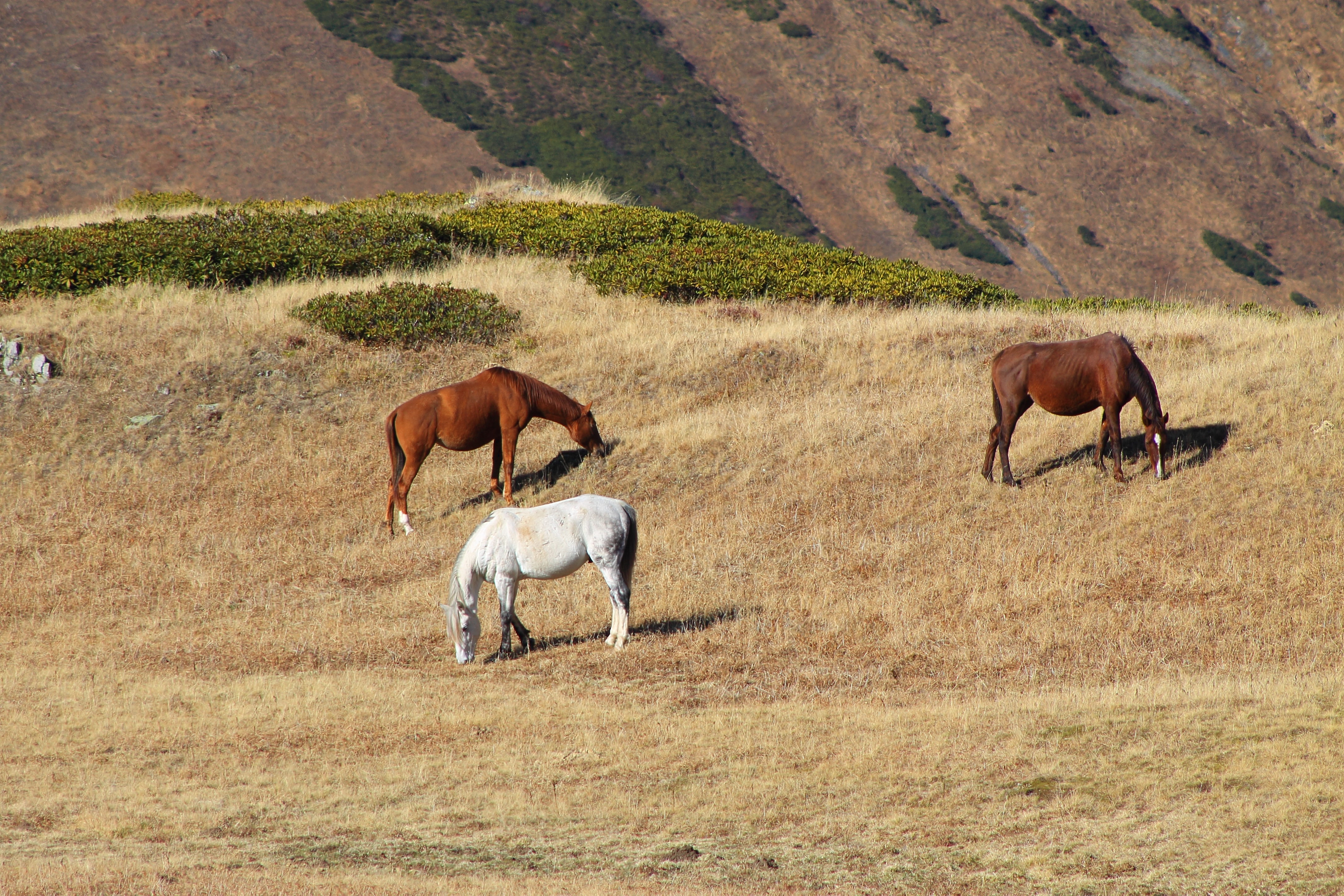 3 horses