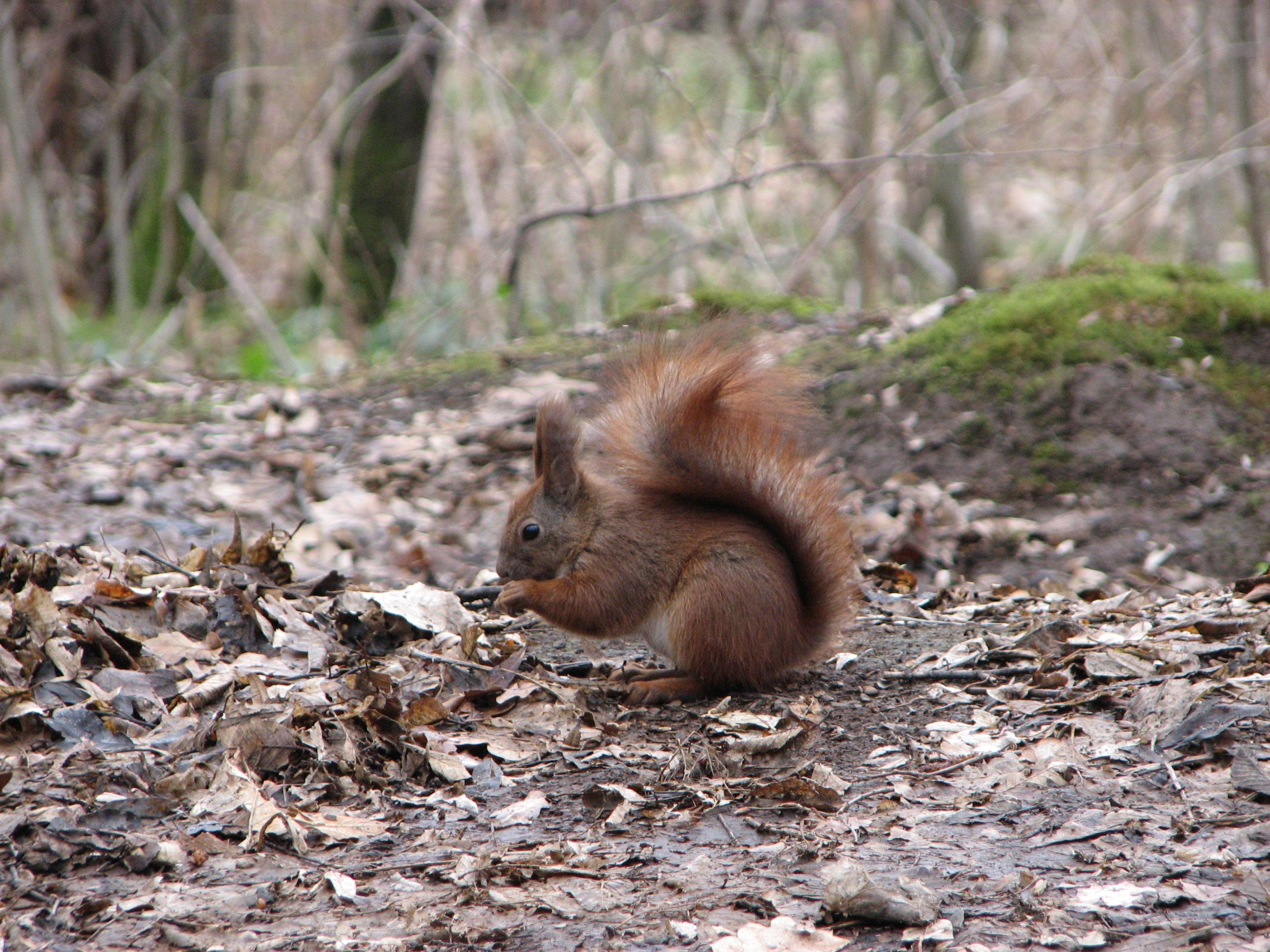 Squirrel in a forest
