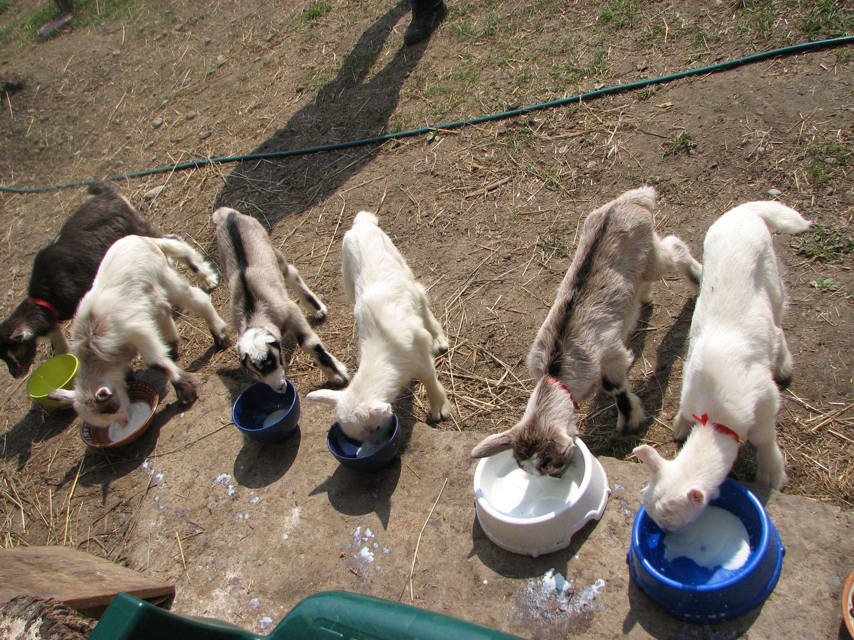 Baby goats