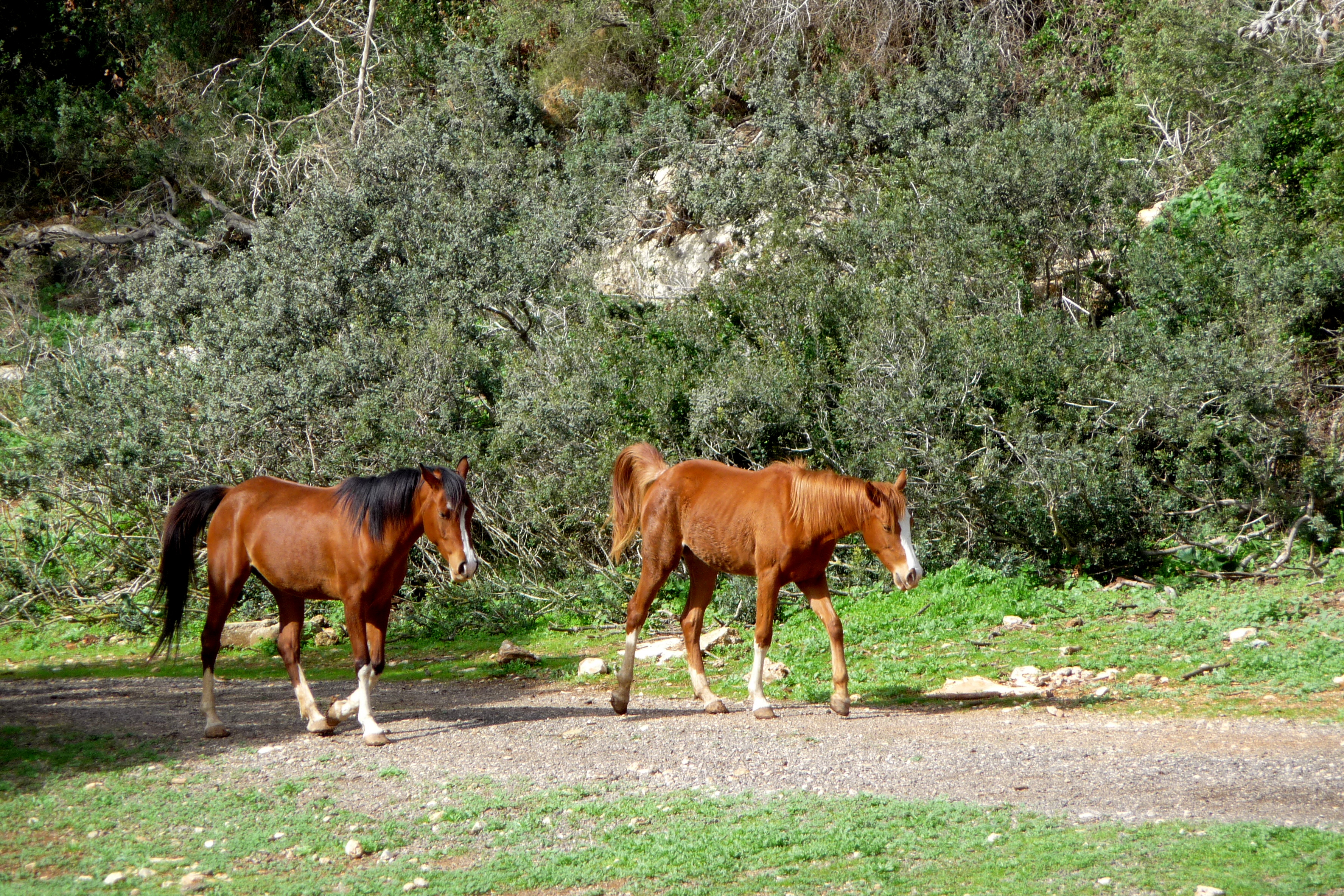 פארק הכרמל 5 - גנים לאומיים בצפון הארץ - אתרי מורשת 2016 (433)