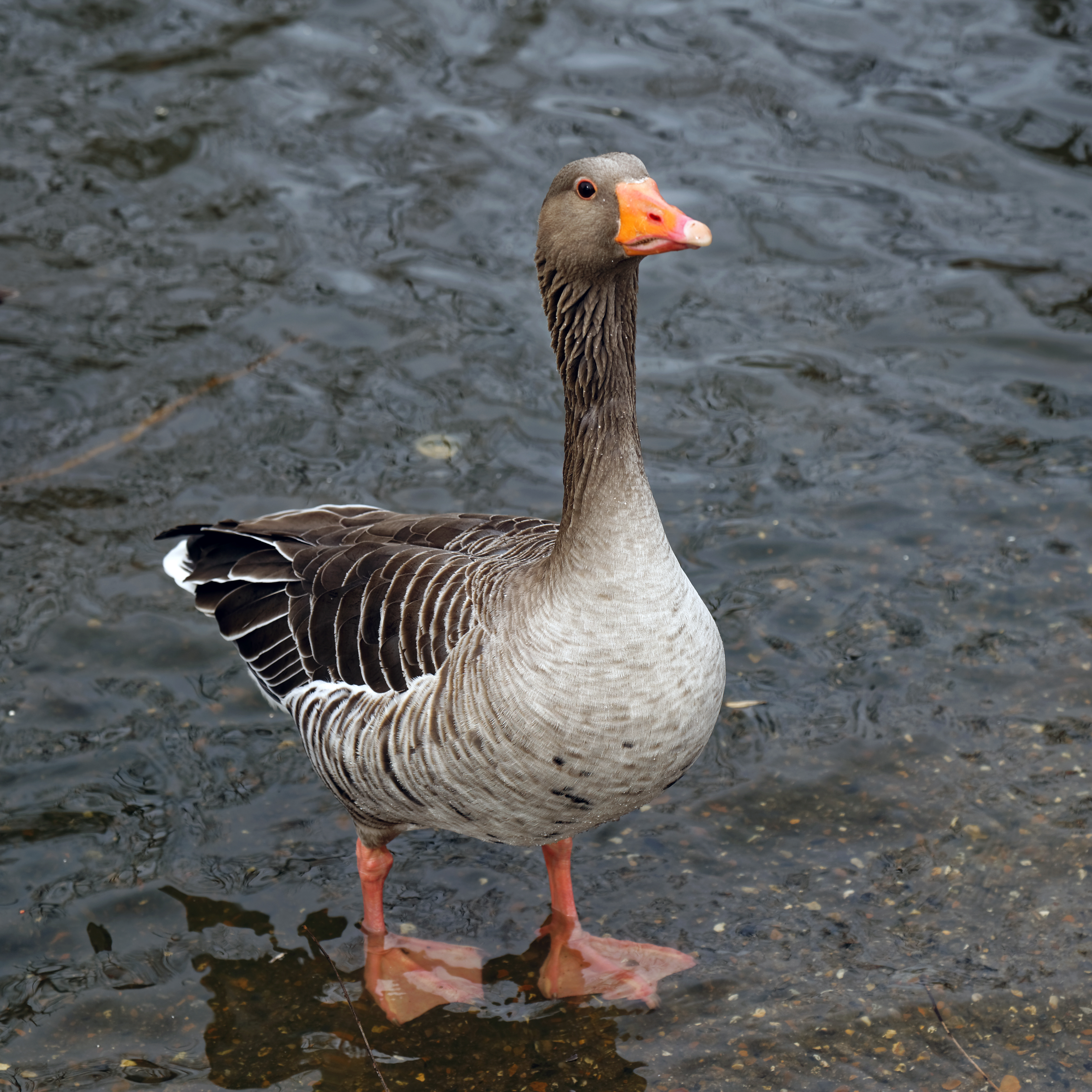 'Anser anser' Greylag goose in Lordship Recreation Ground Haringey London England 1