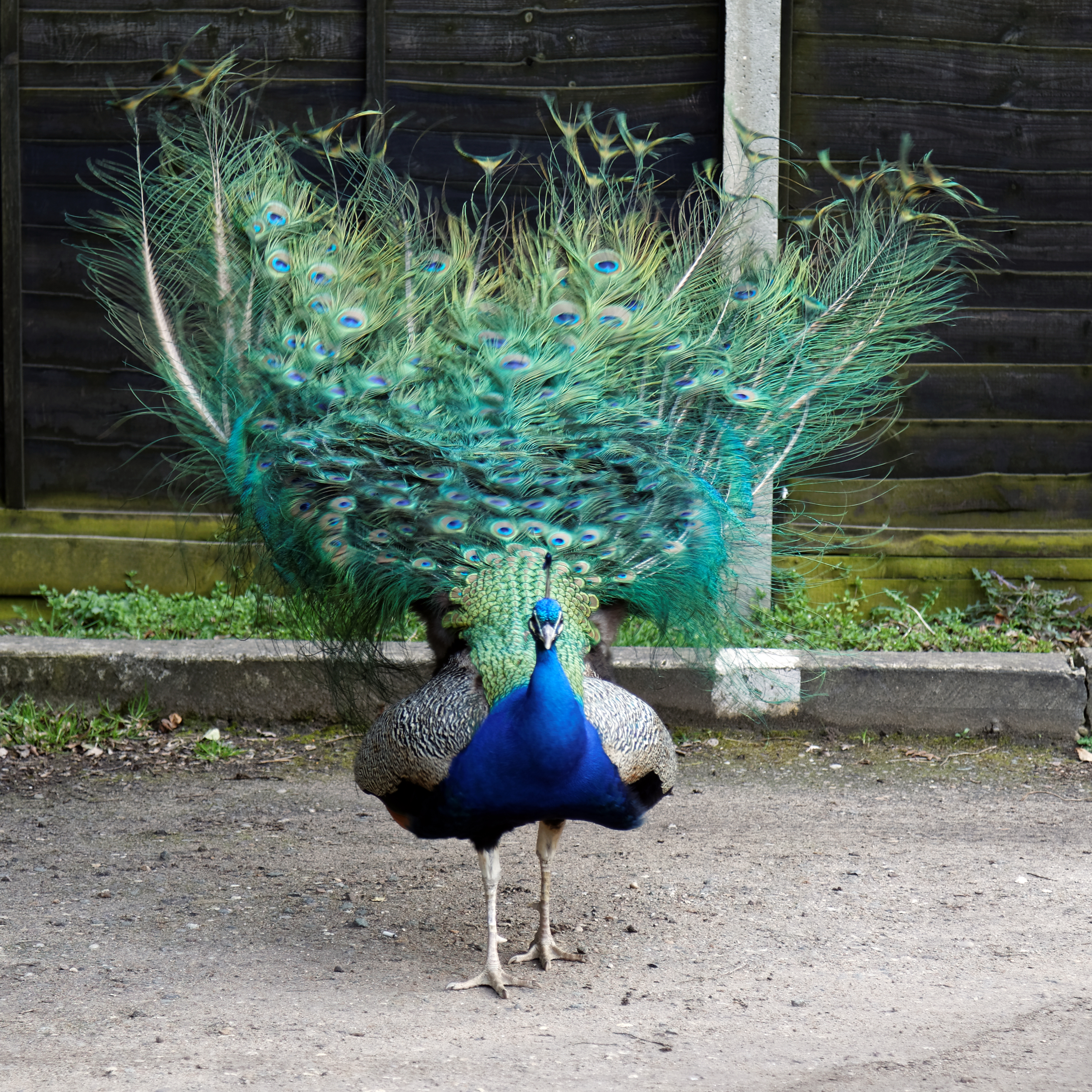 'Pavo' peacock at Blake End, Great Saling, Essex, England 02