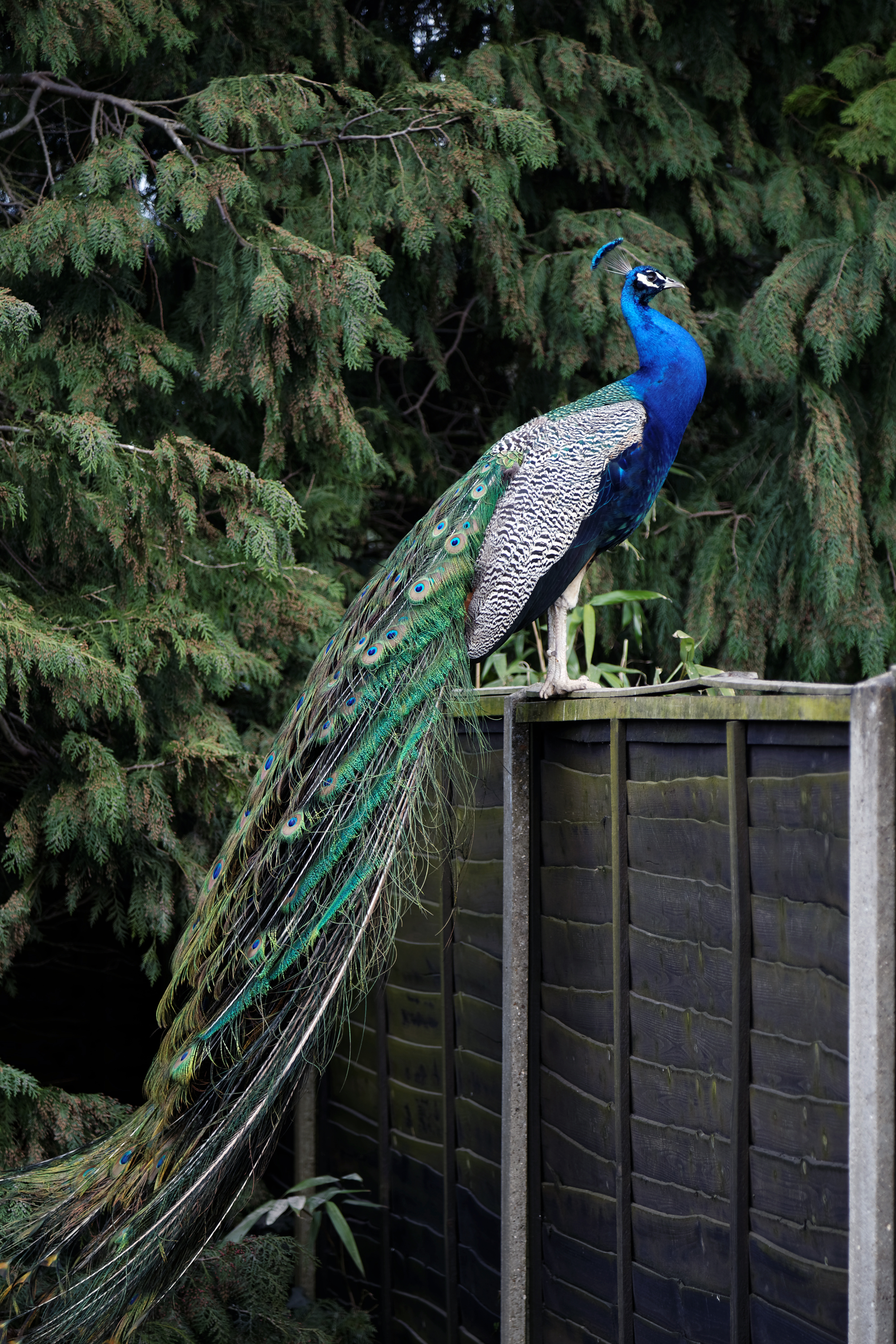 'Pavo' peacock at Blake End, Great Saling, Essex, England 07