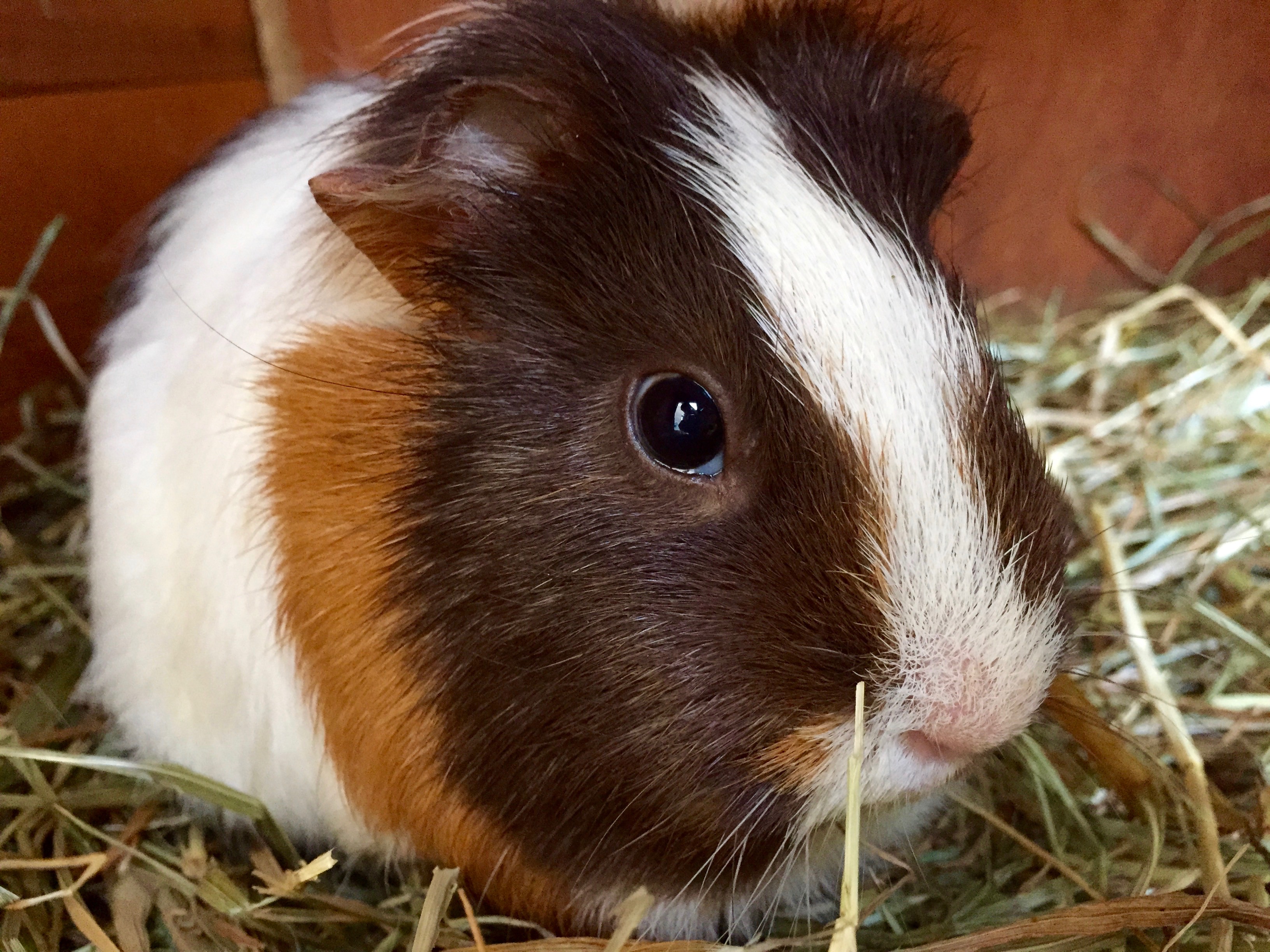 A baby Guinea pig
