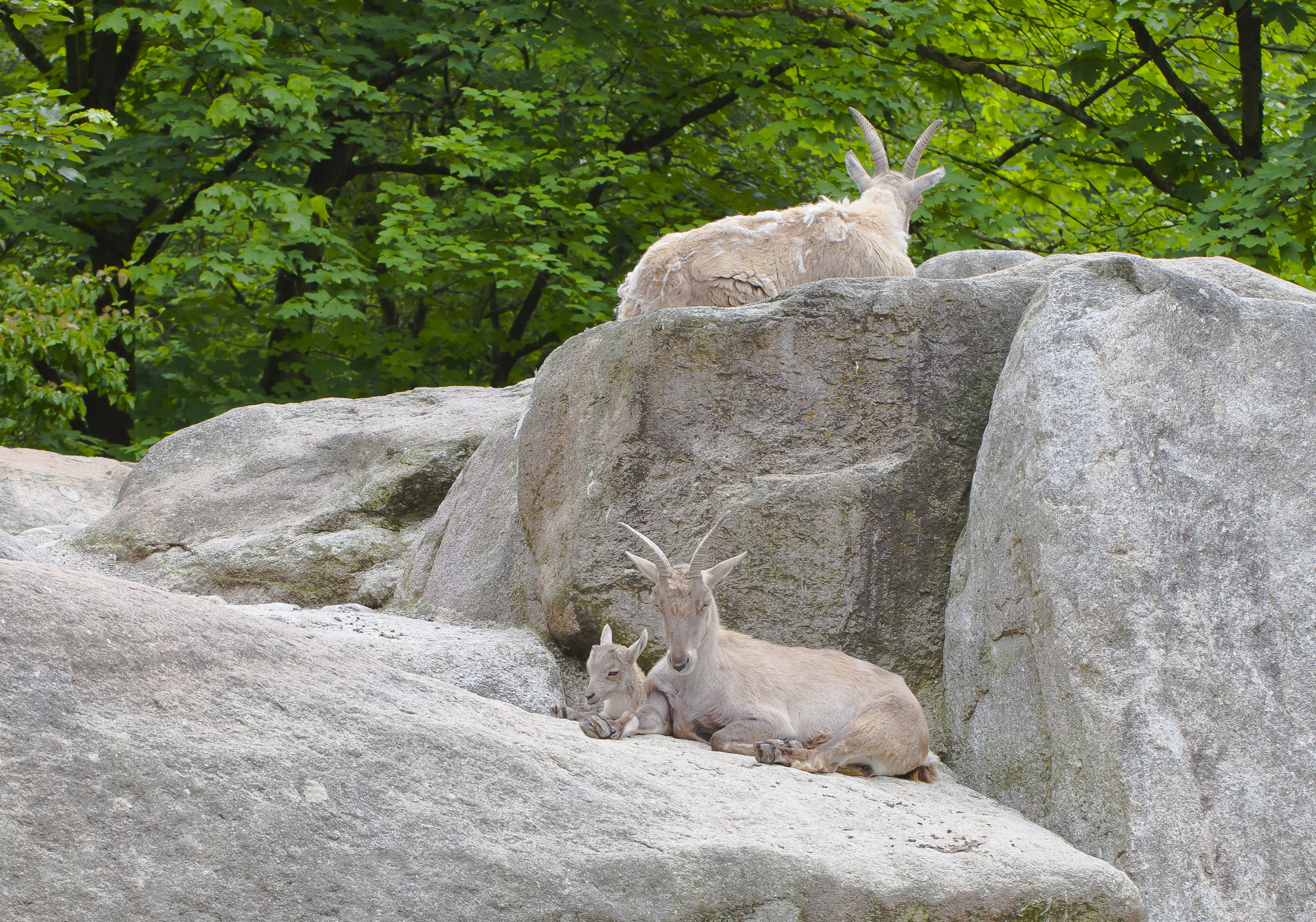 Íbice (Capra ibex ibex), Tierpark Hellabrunn, Múnich, Alemania, 2012-06-17, DD 01
