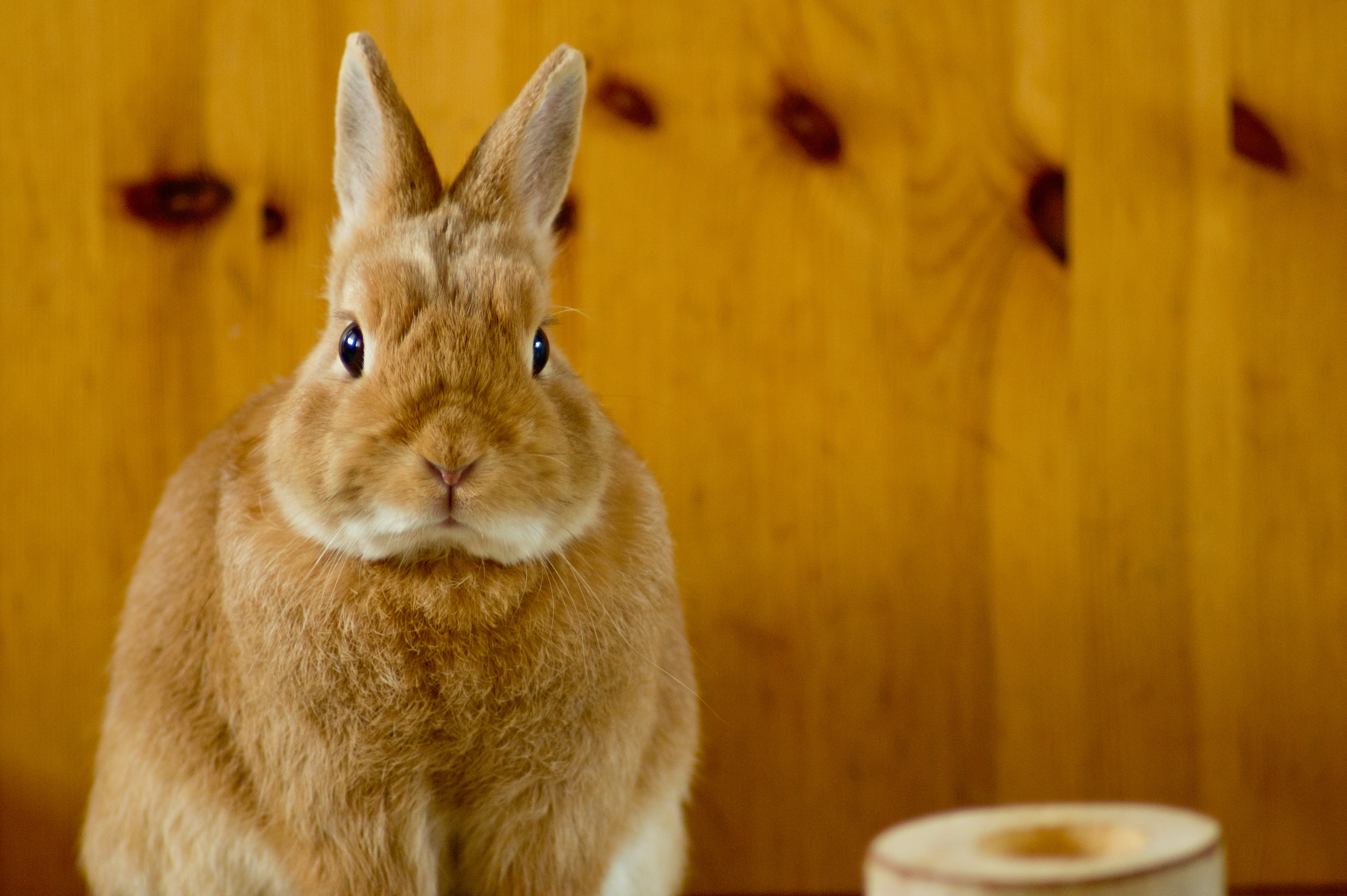 A bunny too serious (7376453146)
