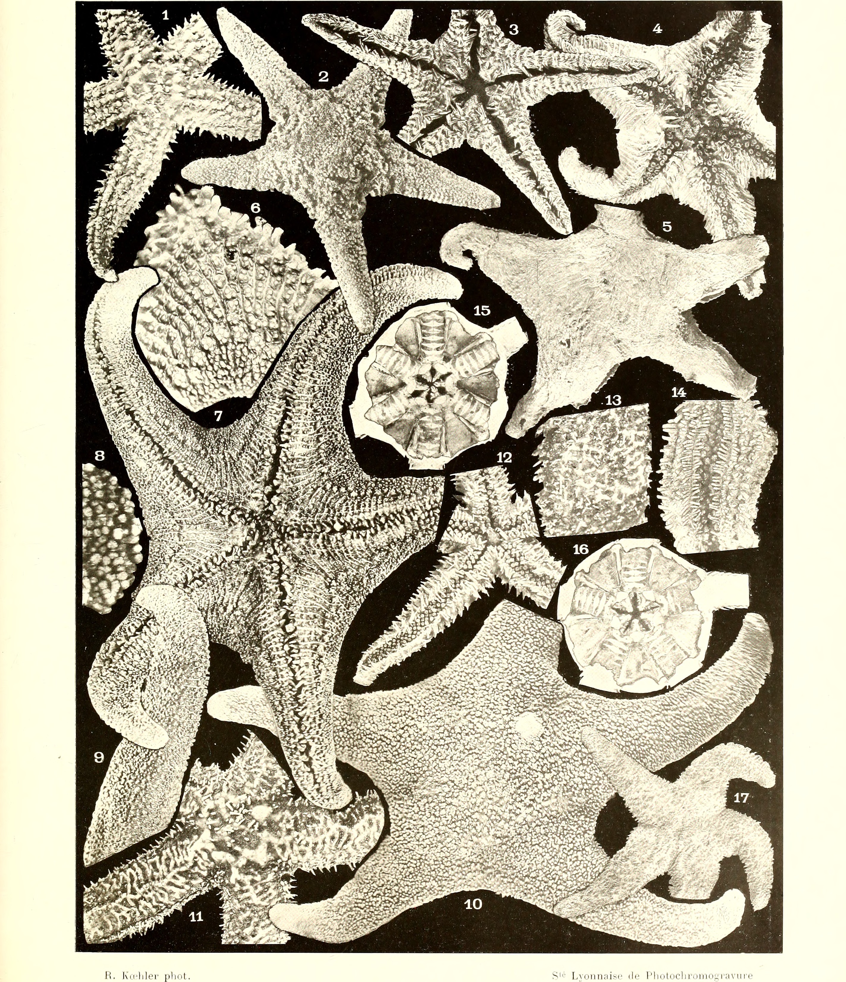 Échinodermes (astéries, ophiures et échinides) (1917) (20600124132)