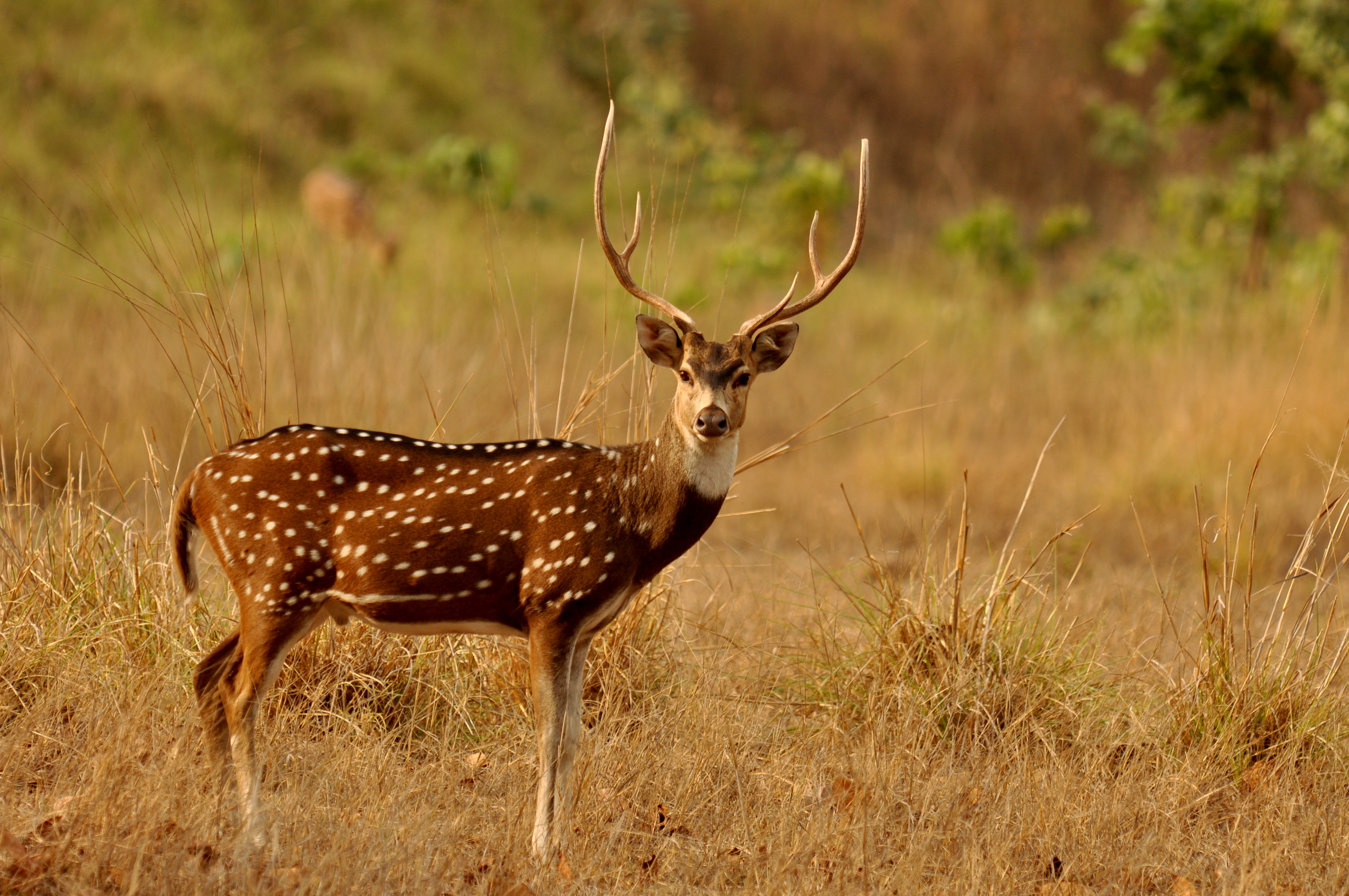 A chital stag 1