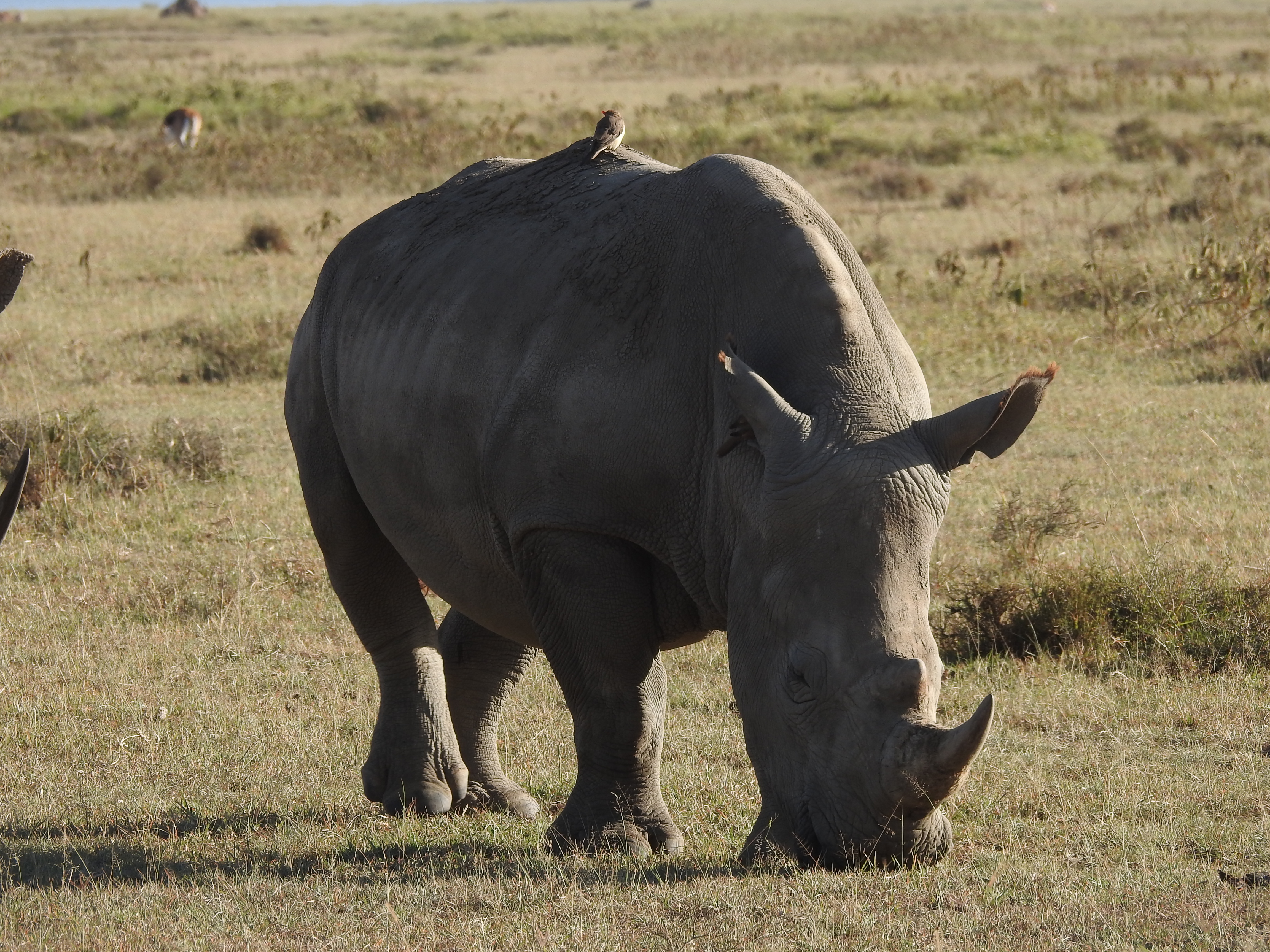 A day with Rhino, Rift Valley
