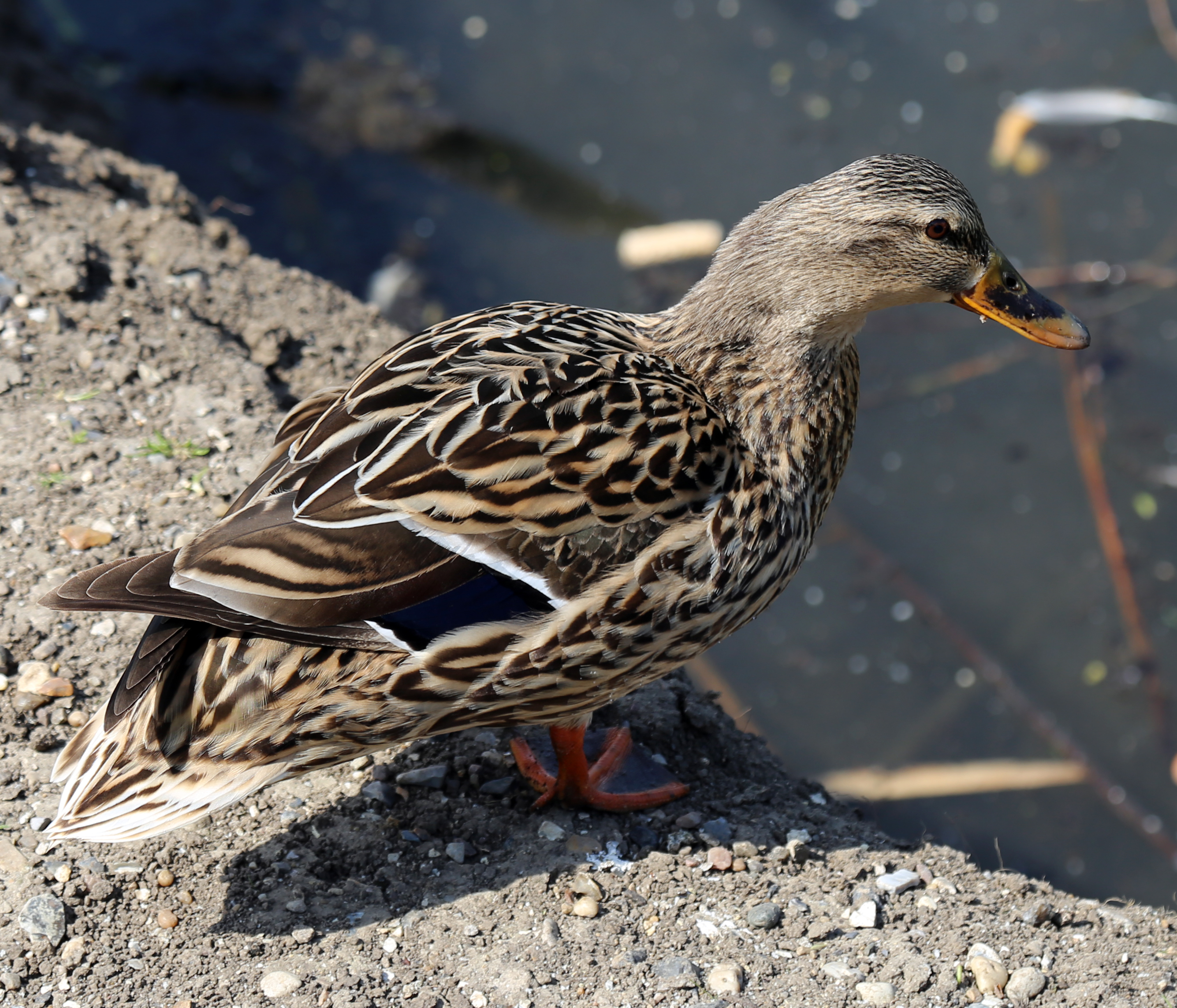 A duck at Fishers Green, Lee Valley, Waltham Abbey, Essex, England 01