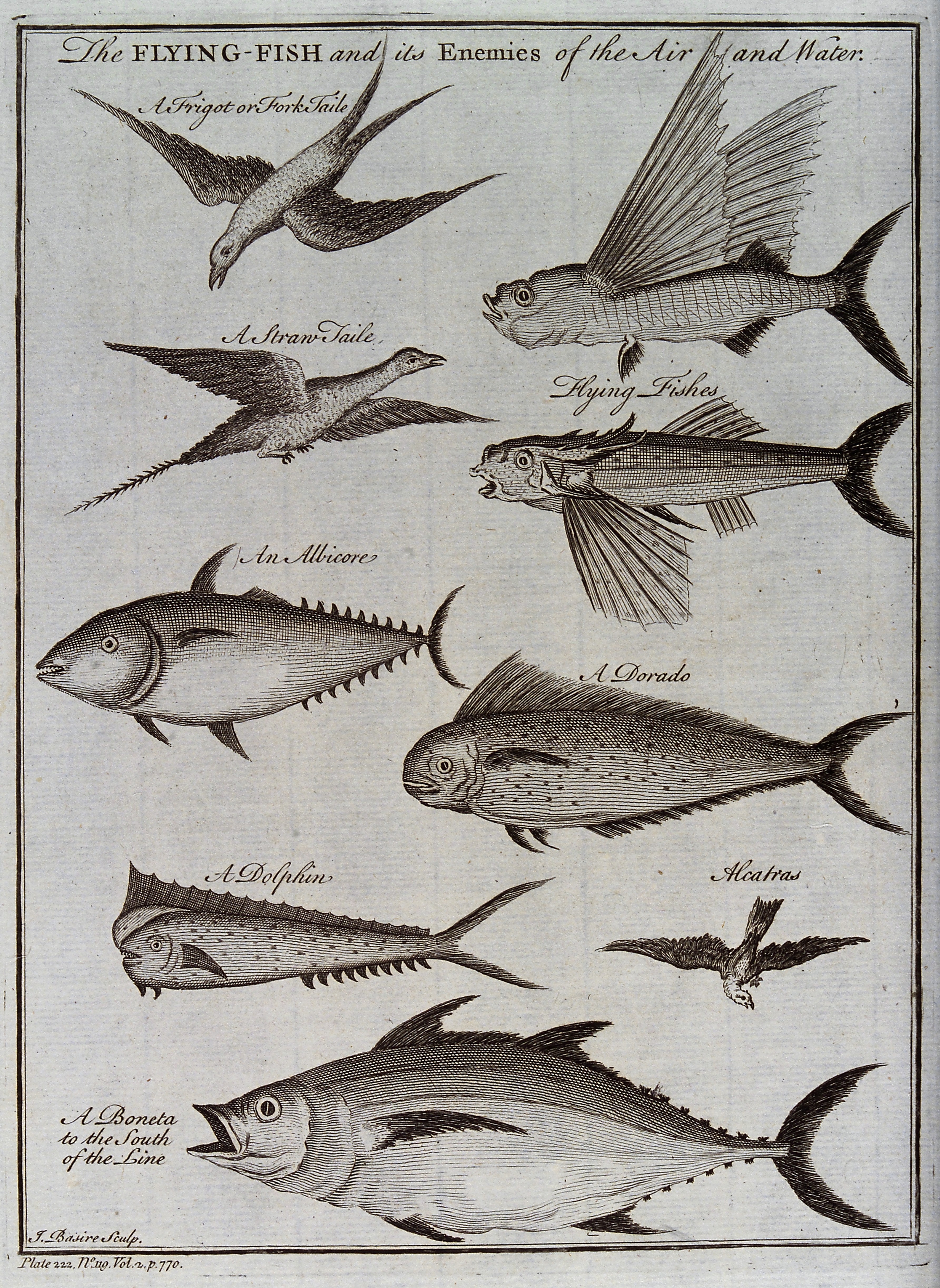 A flying fish and its enemies of the air and water, includin Wellcome V0022083