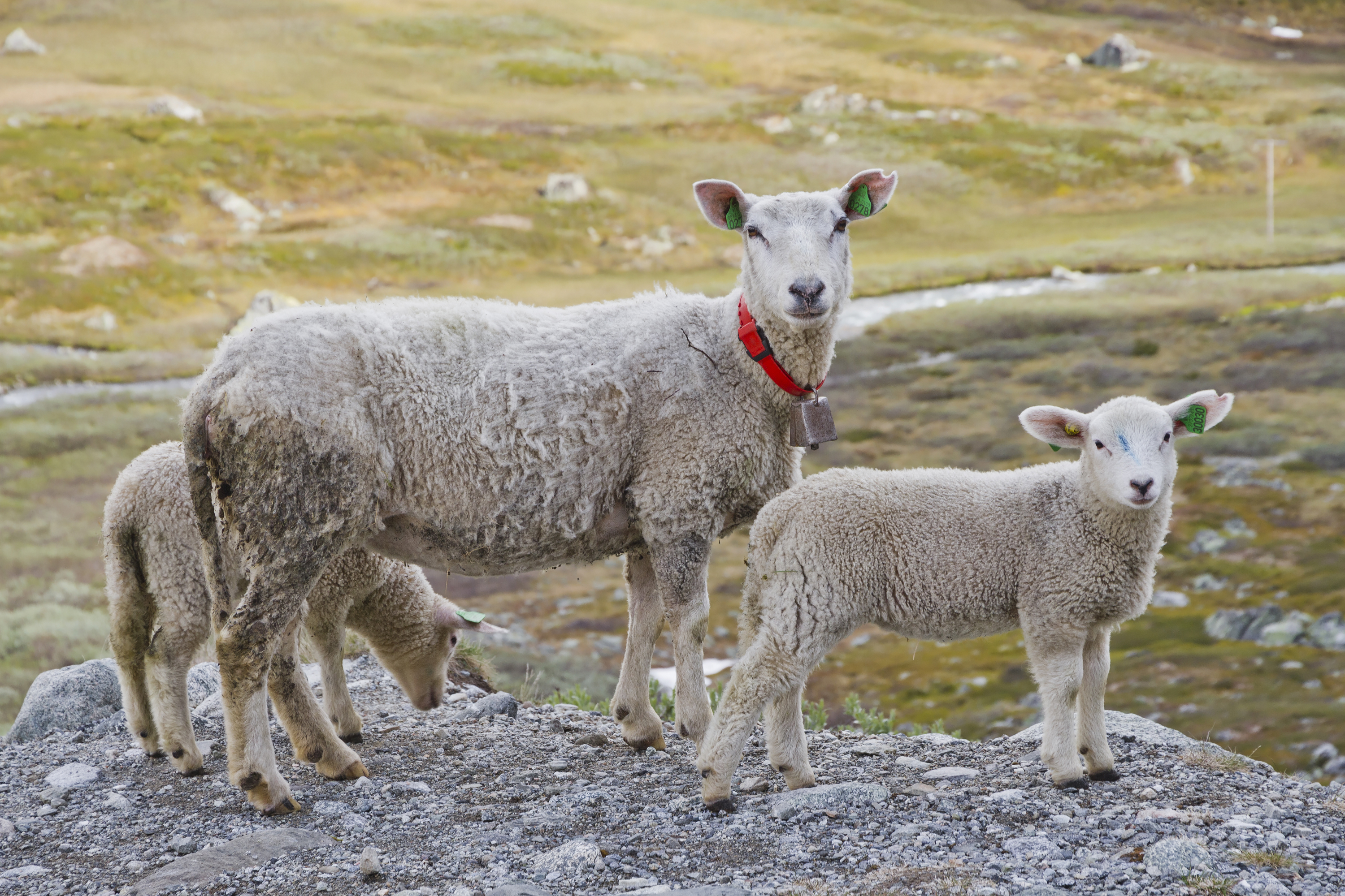A sheep with a couple of lambs in Breidsæterdalen, 2013 June