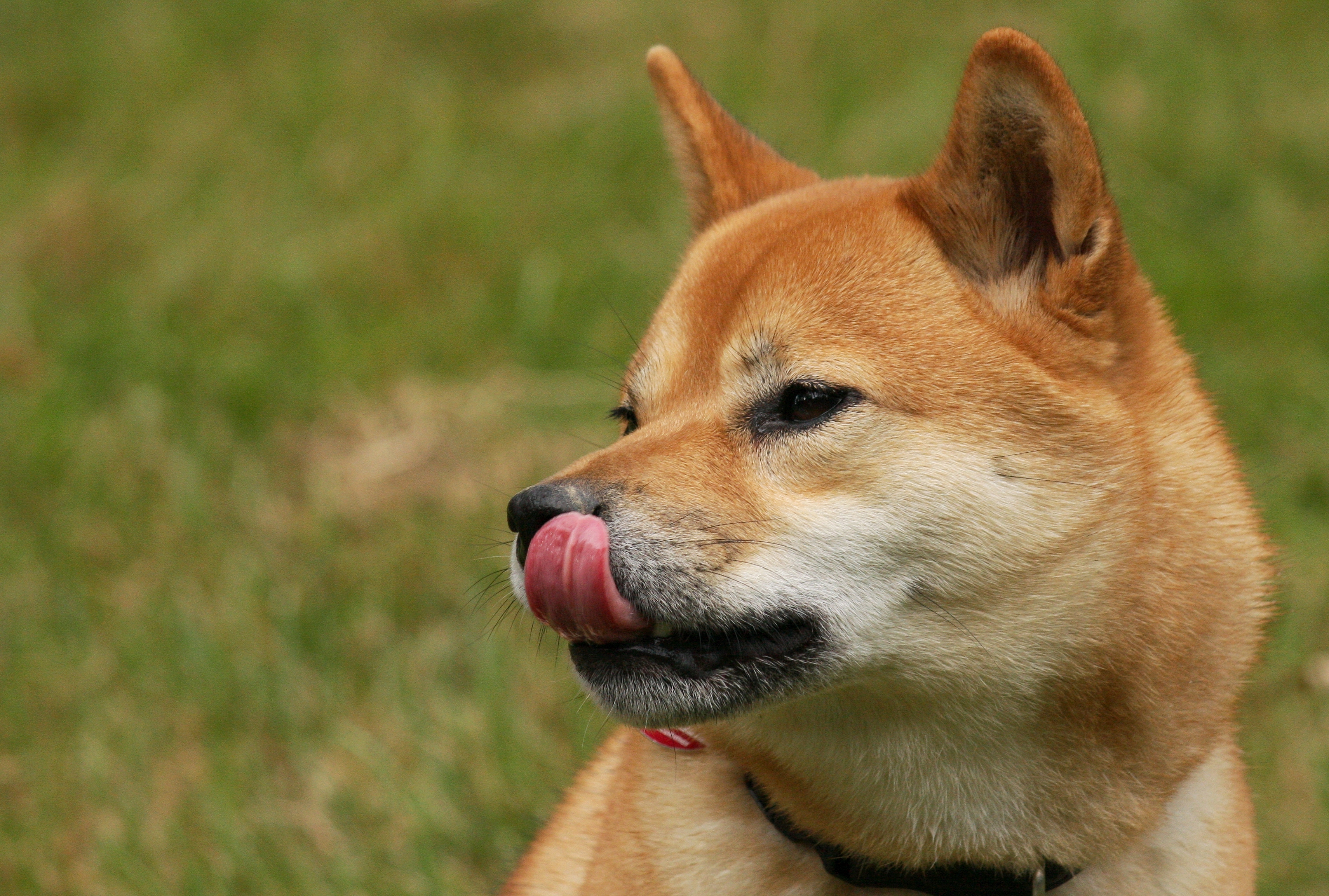 A Shiba Inu head
