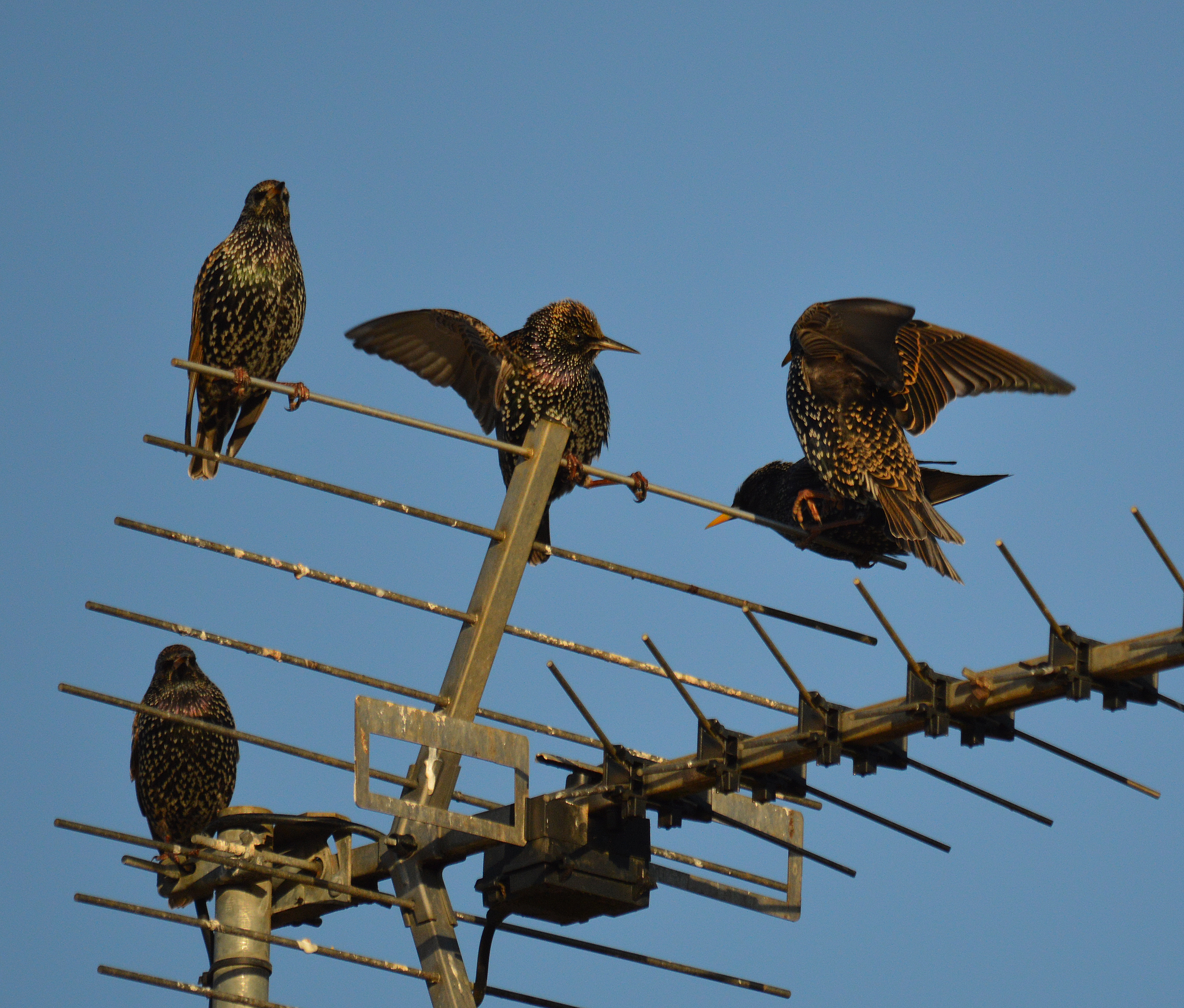 A Starlings rough and tumble (11550999483)