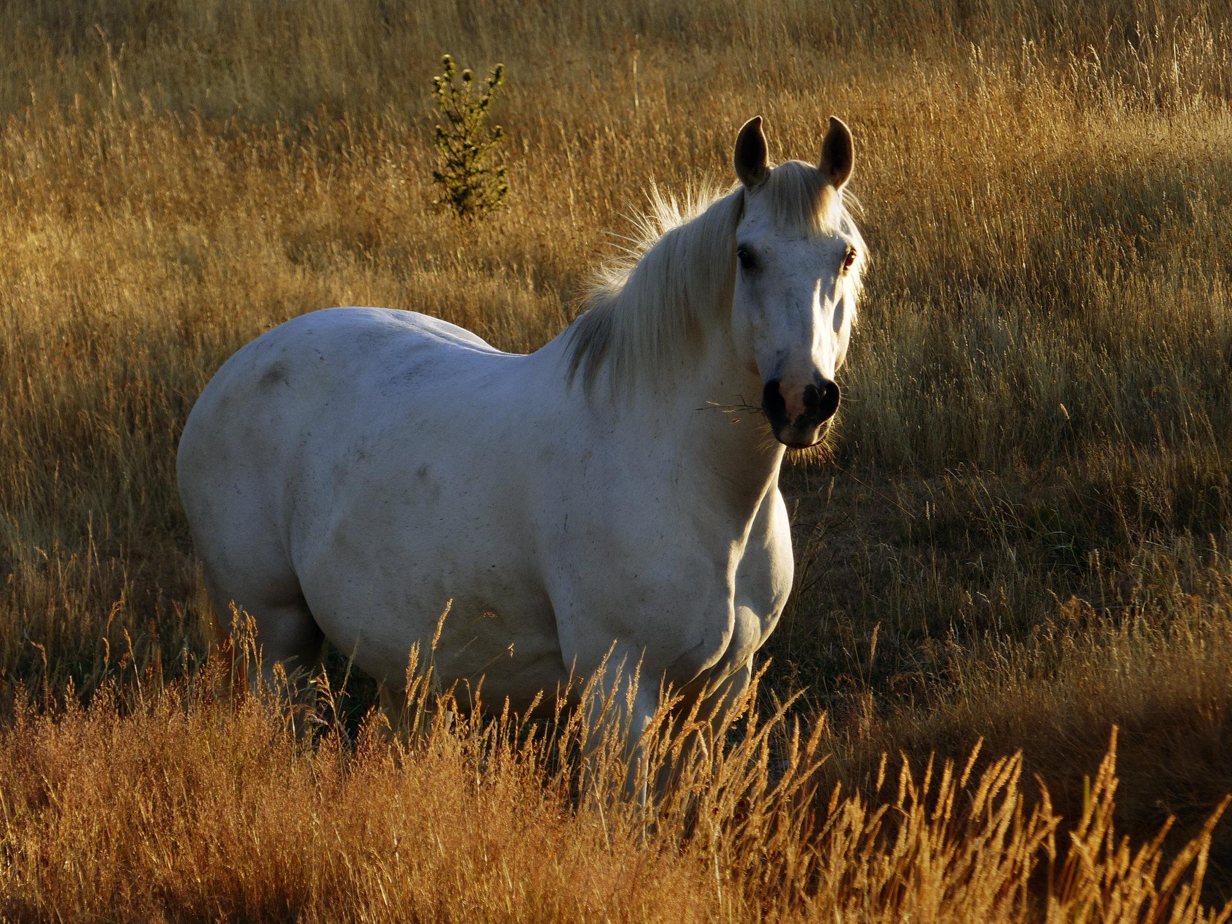 A sunlit beauty. (16158640808)