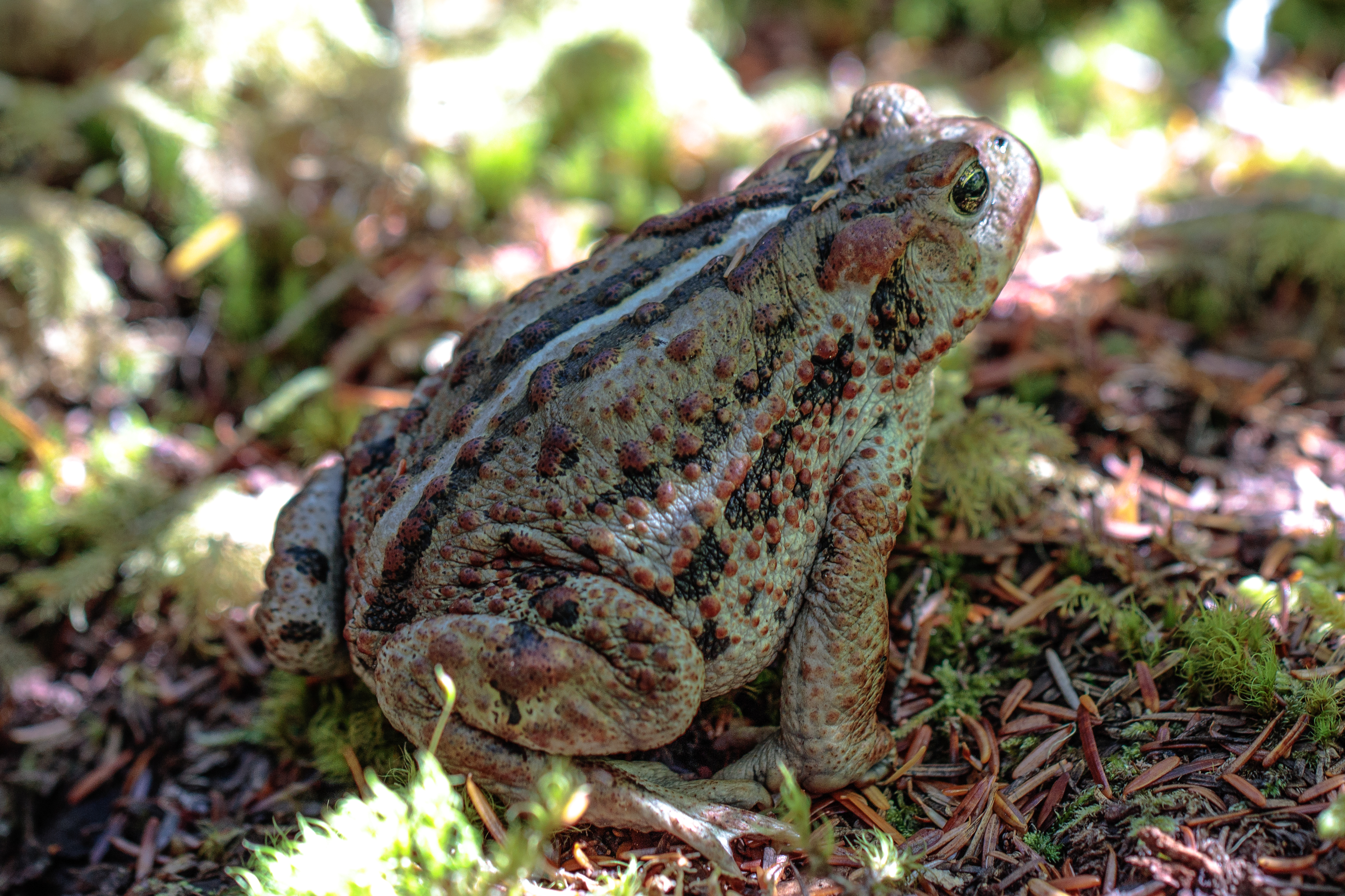 A walk in the woods near Onion Lake XC ski area, S of Terrace, BC - anyone know their frogs? - (21532582206)